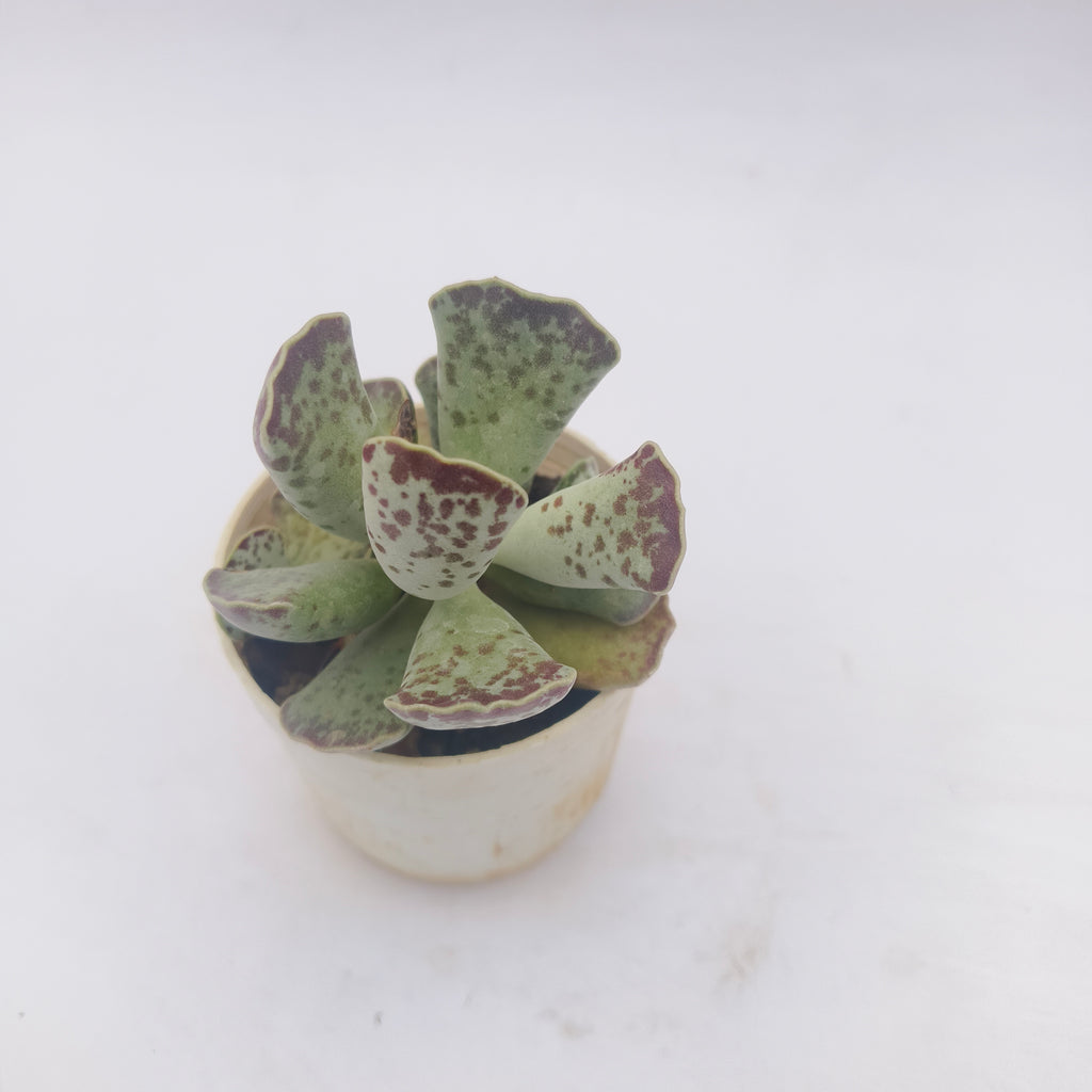 Adromischus Cooperii