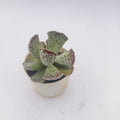 Adromischus Cooperii