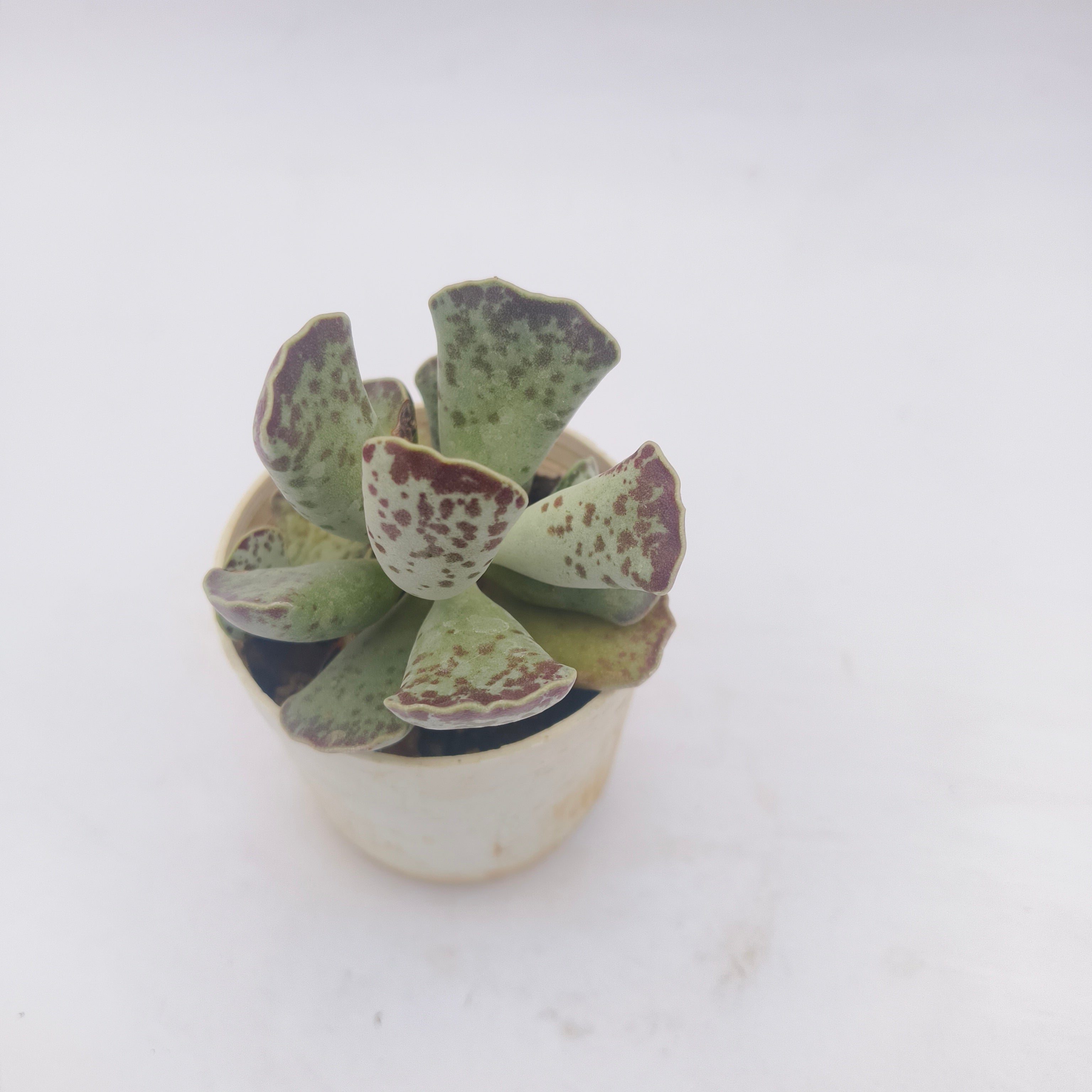 Adromischus Cooperii