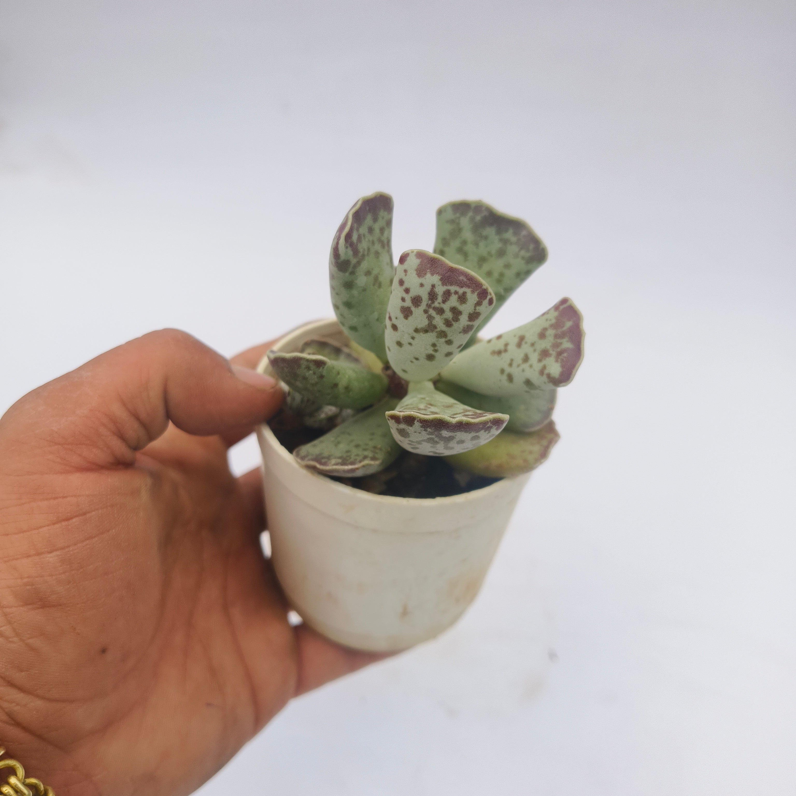 Adromischus Cooperii