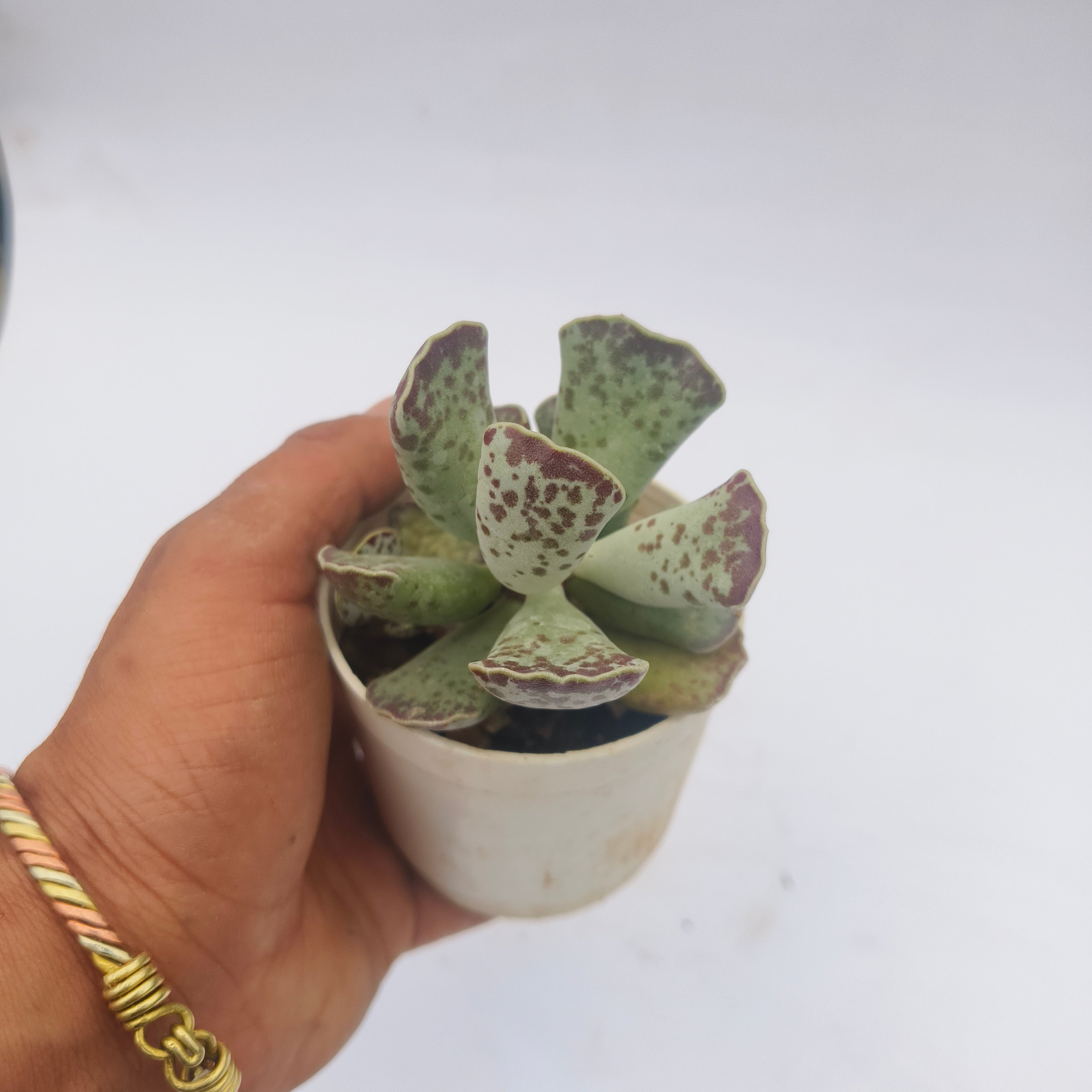 Adromischus Cooperii