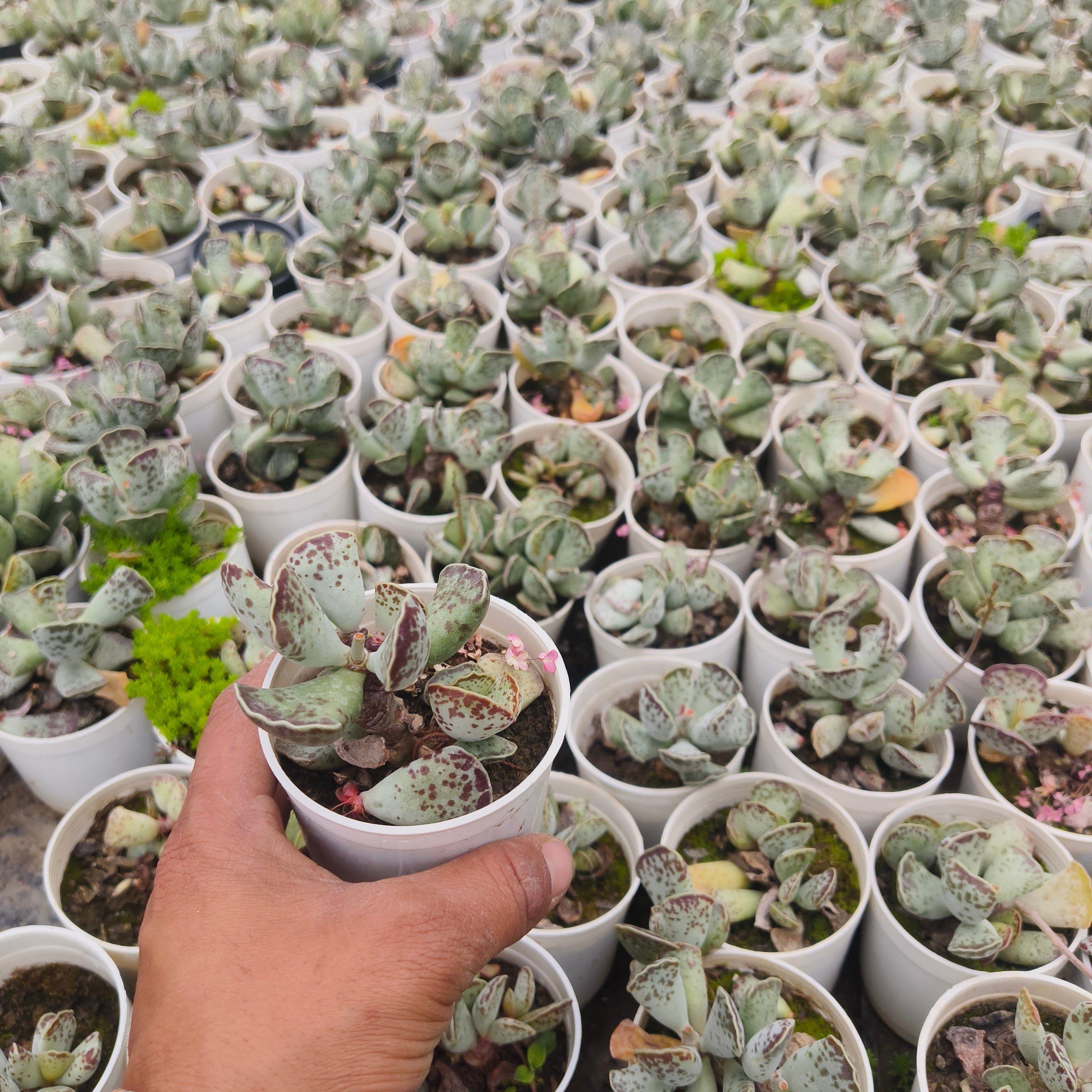 Adromischus Cooperii