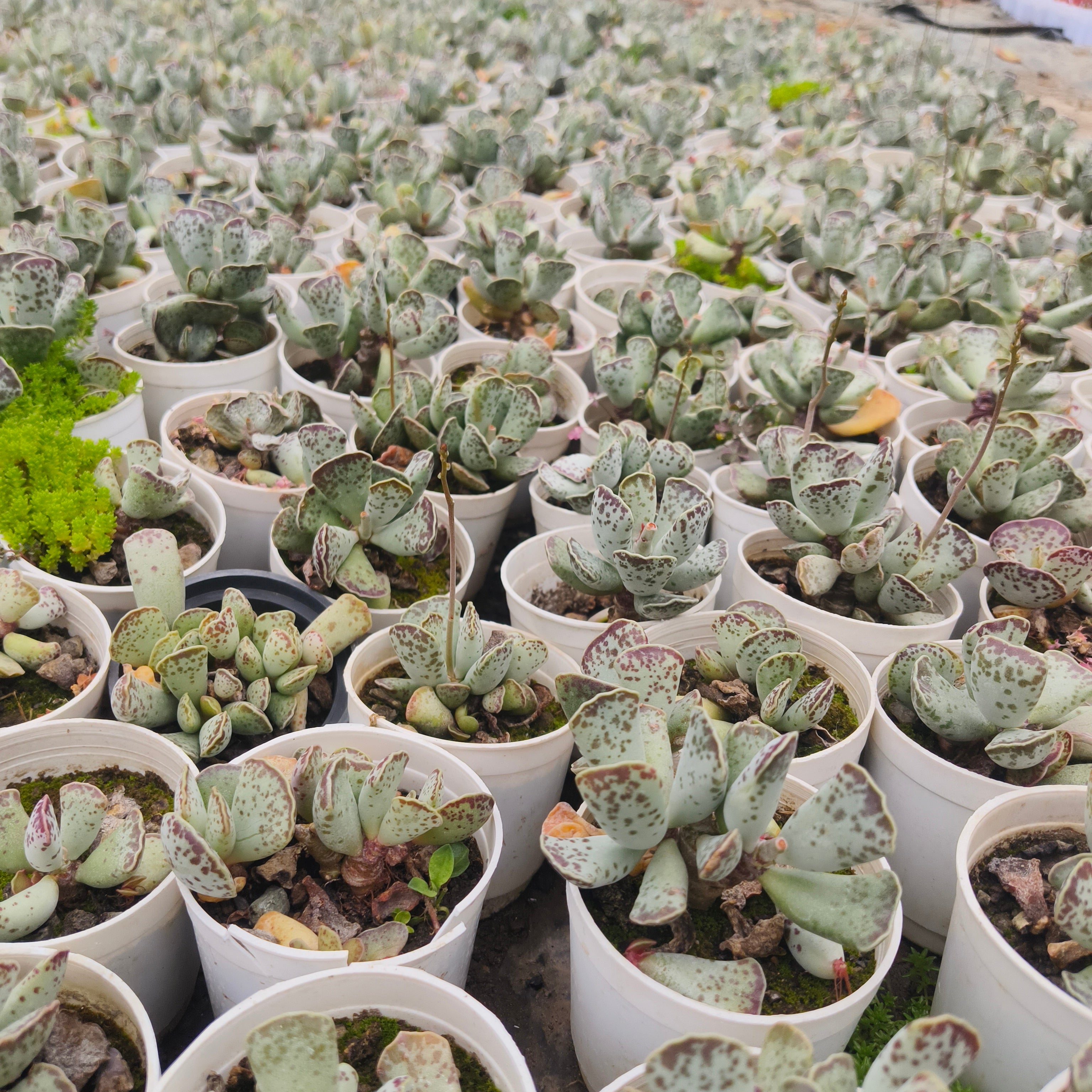 Adromischus Cooperii