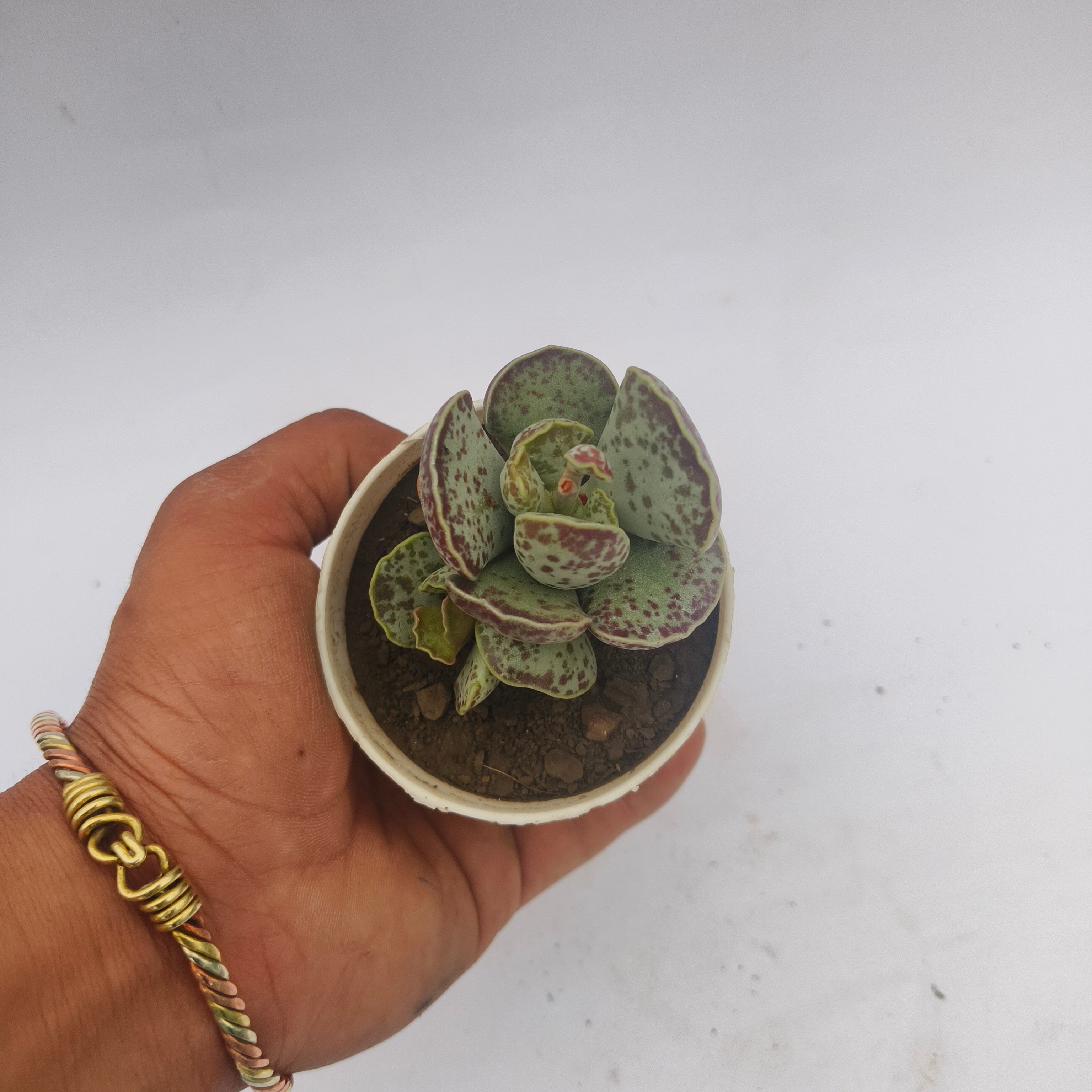 Adromischus Cooperii