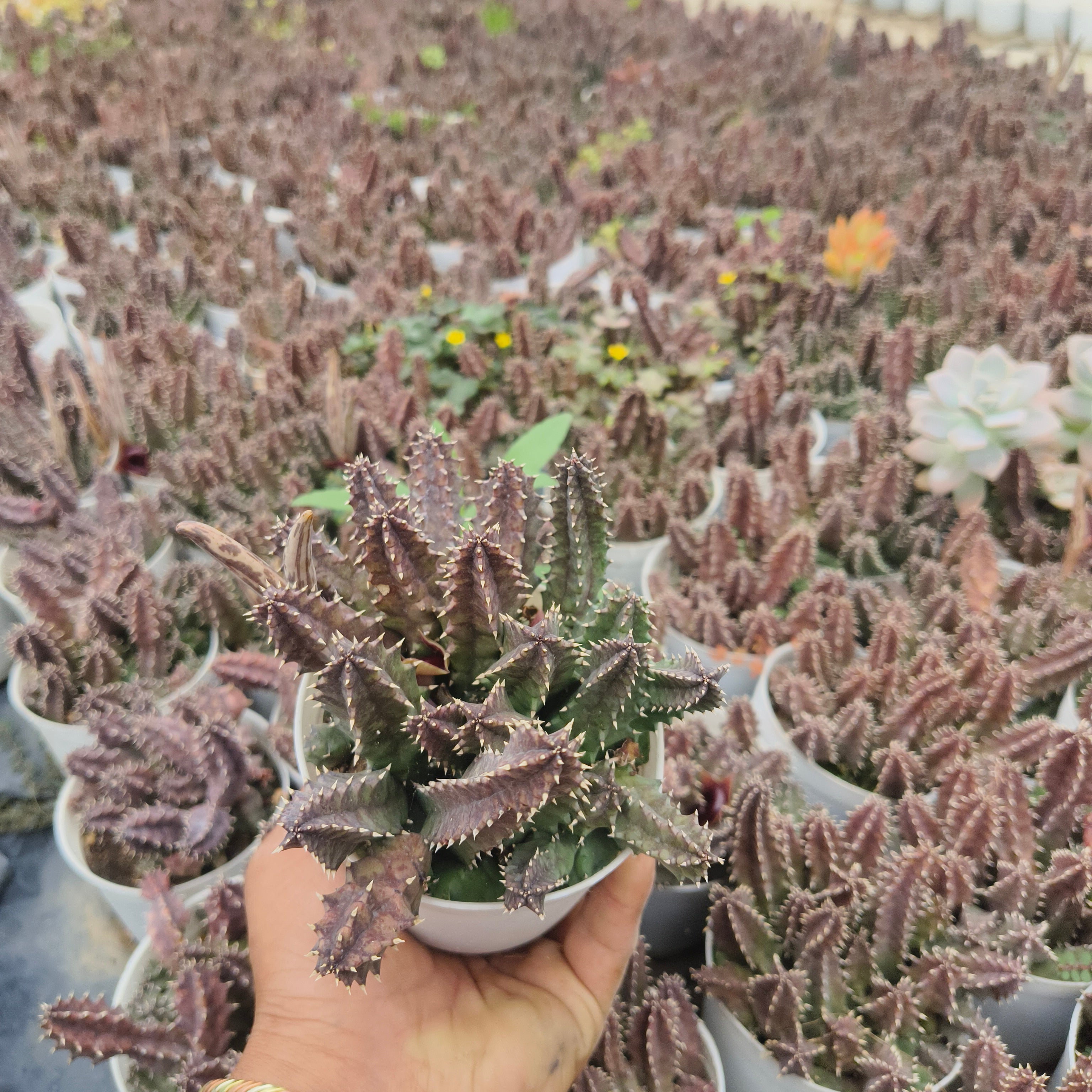 huernia parvula