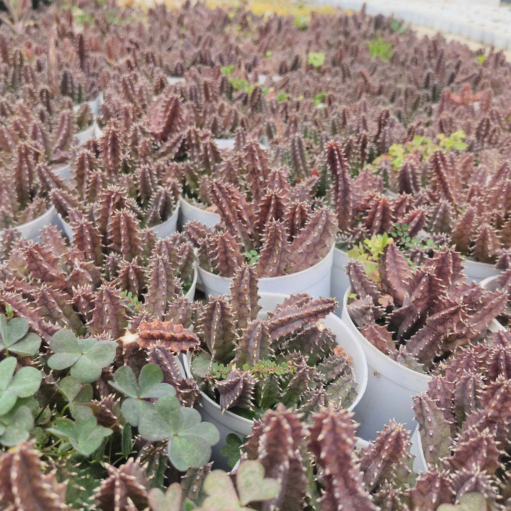 huernia parvula