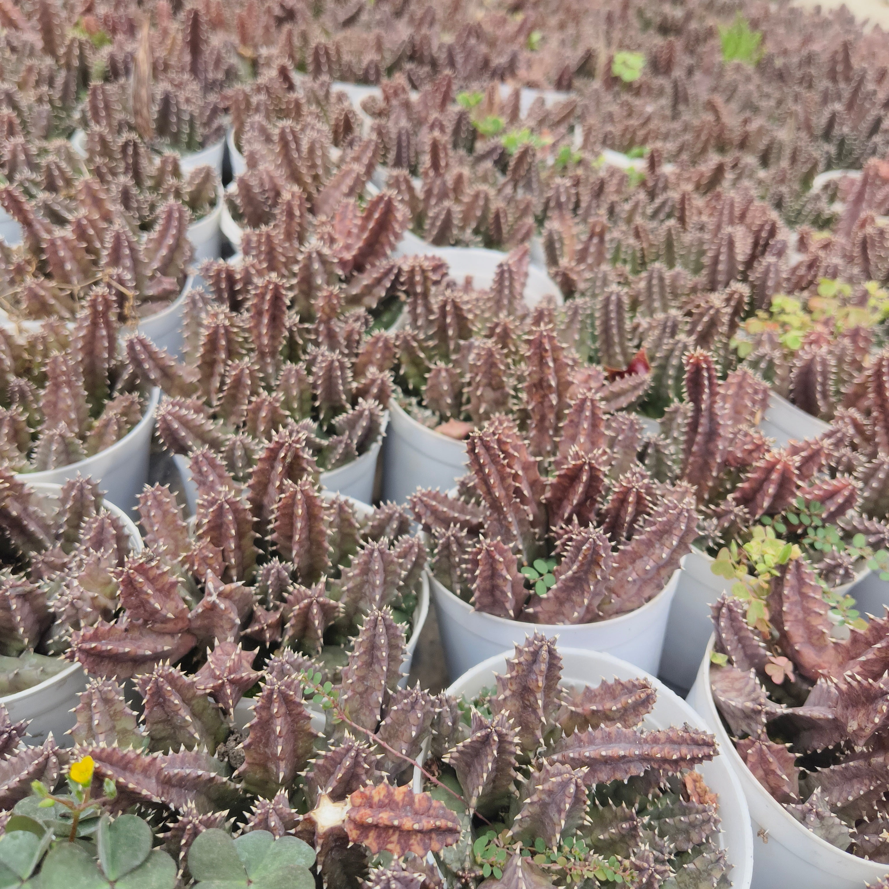 huernia parvula