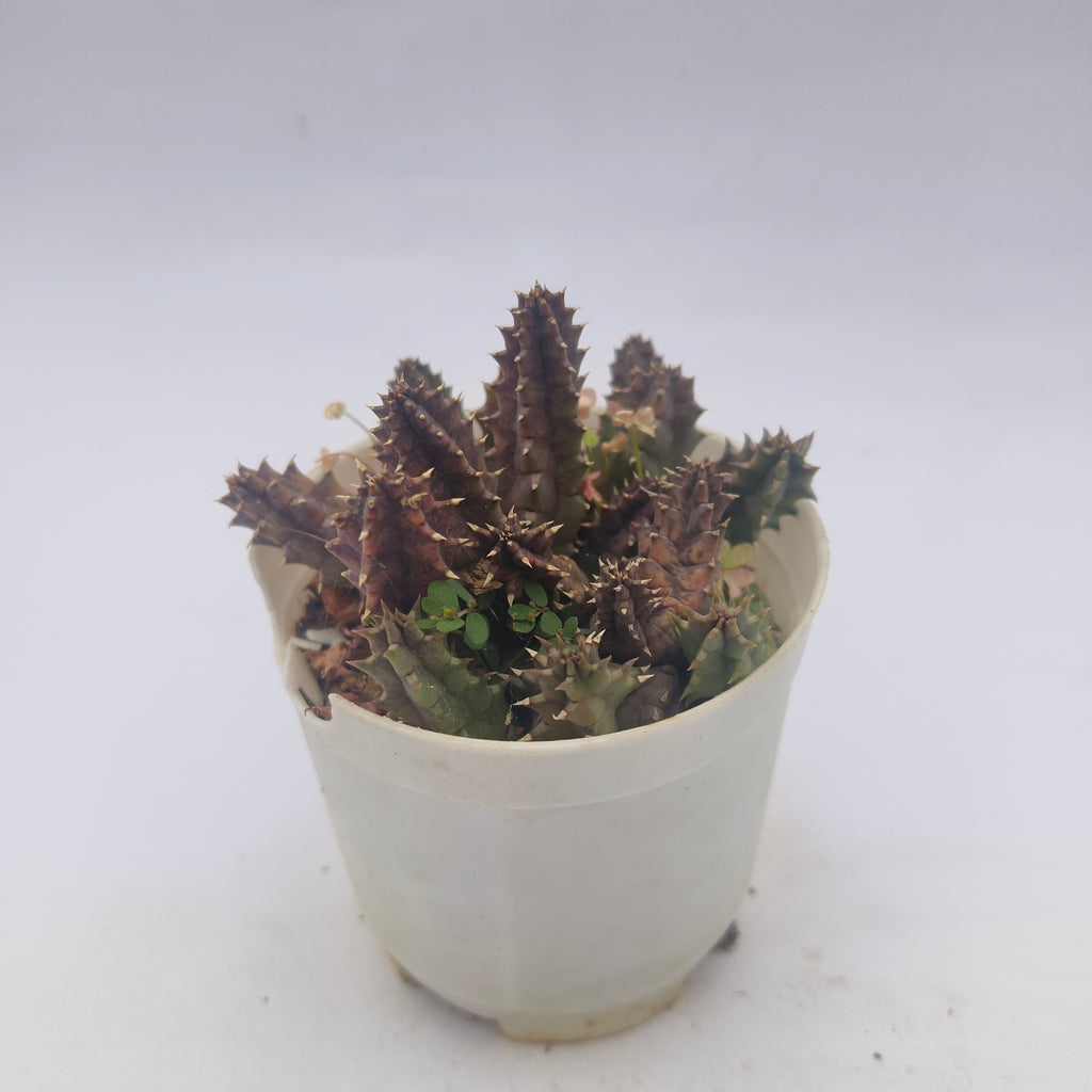 huernia parvula