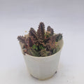 huernia parvula
