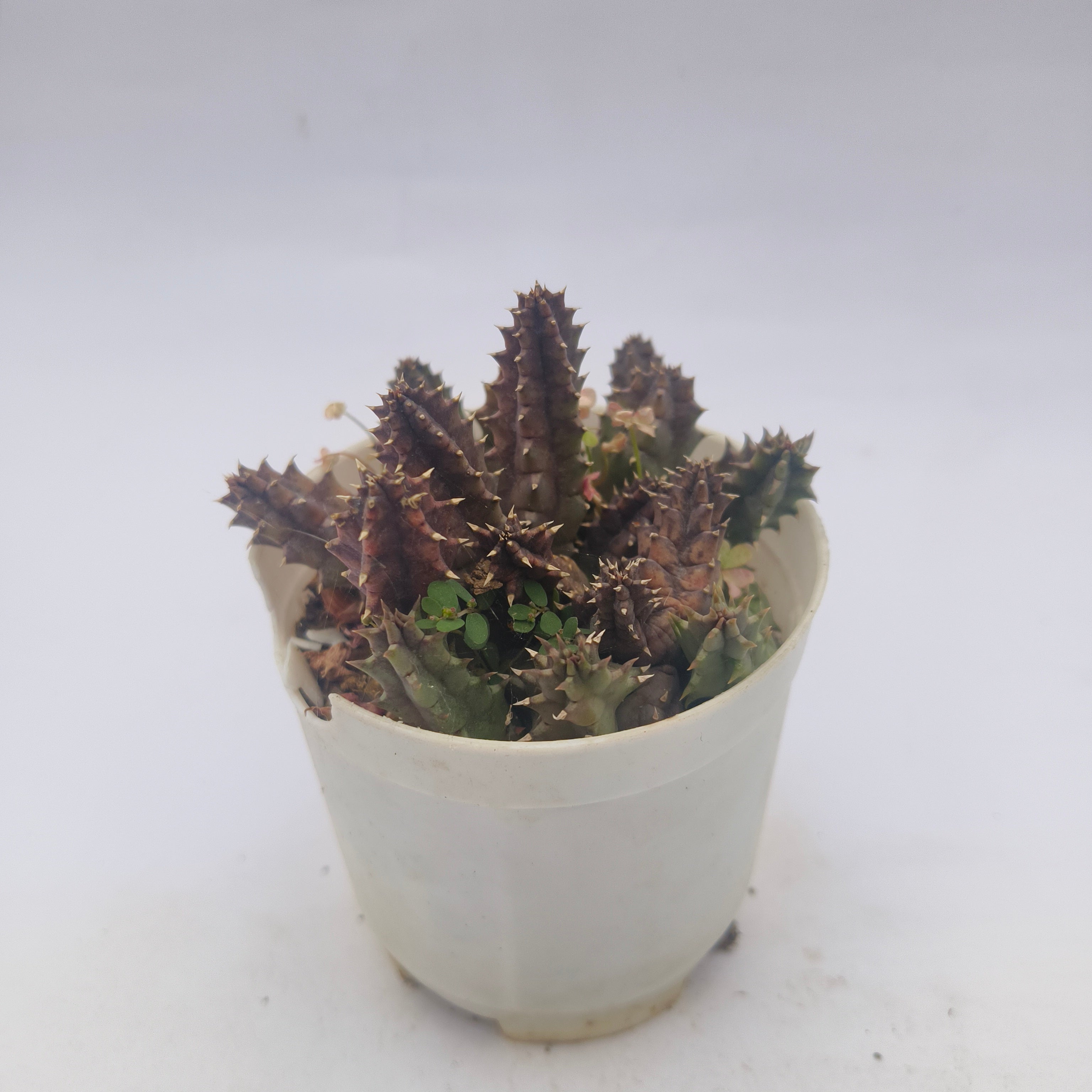 huernia parvula