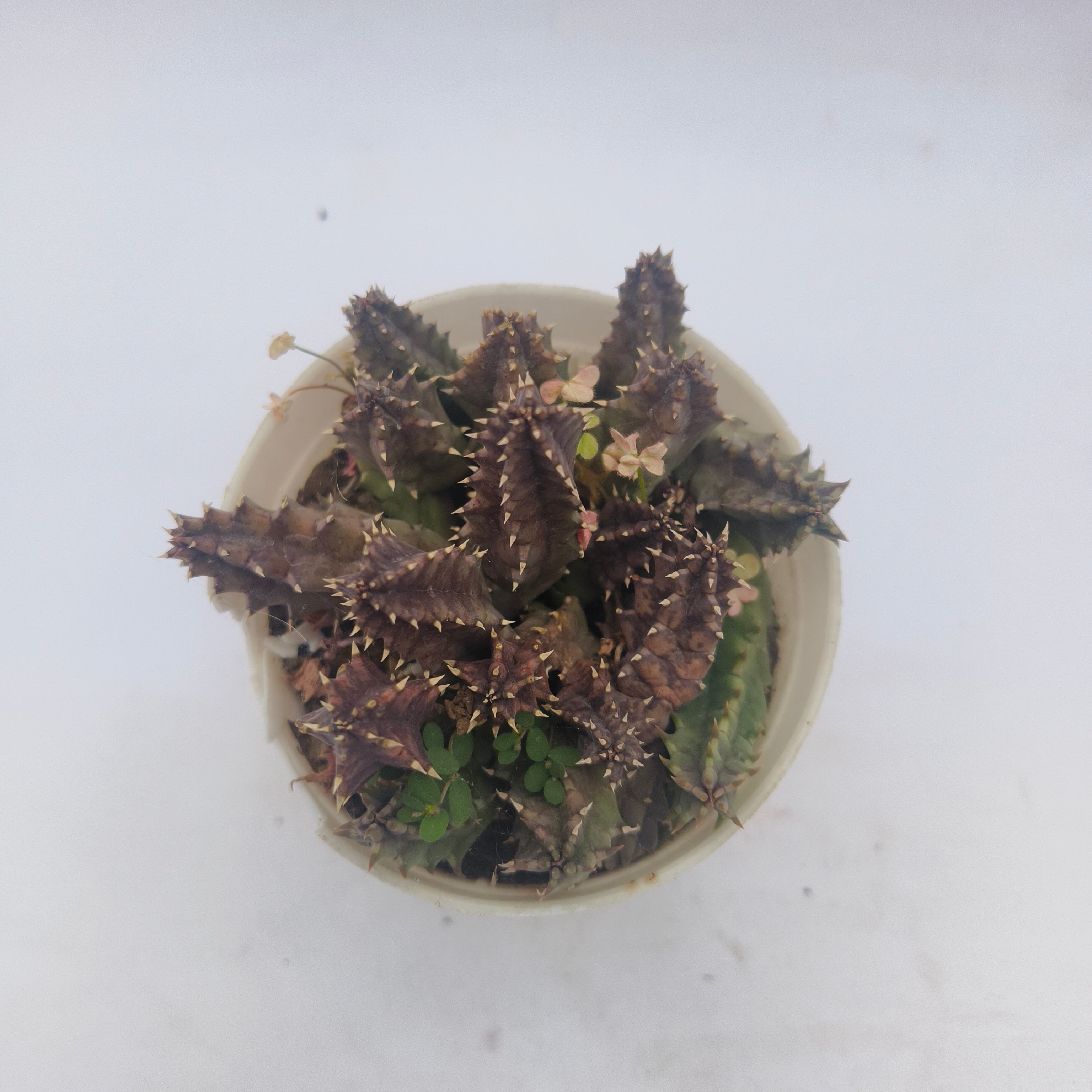 huernia parvula