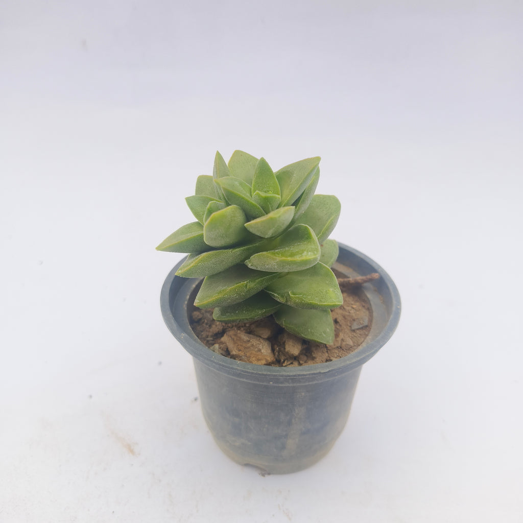 Crassula perforata