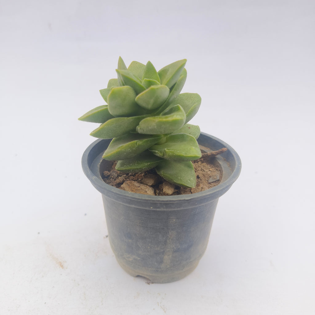 Crassula perforata
