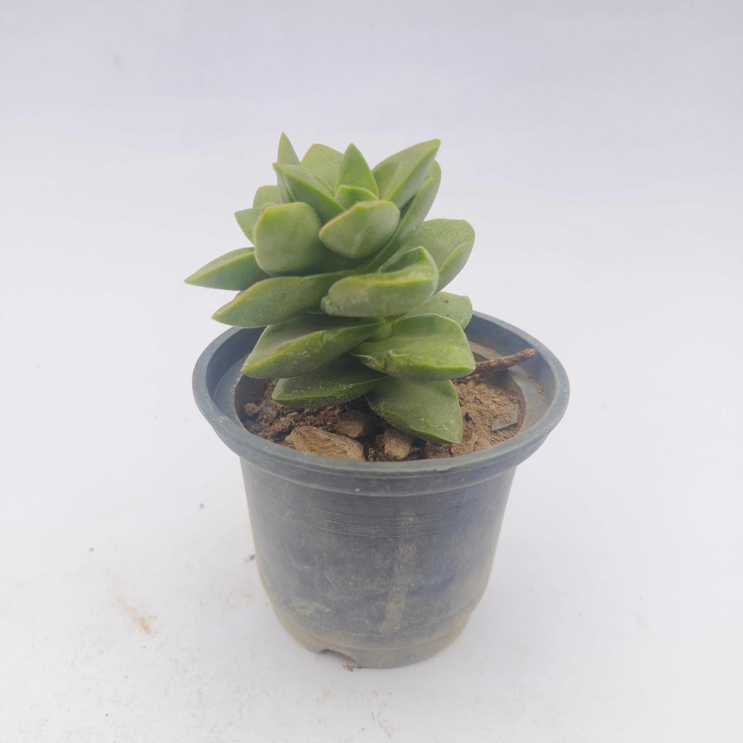Crassula perforata