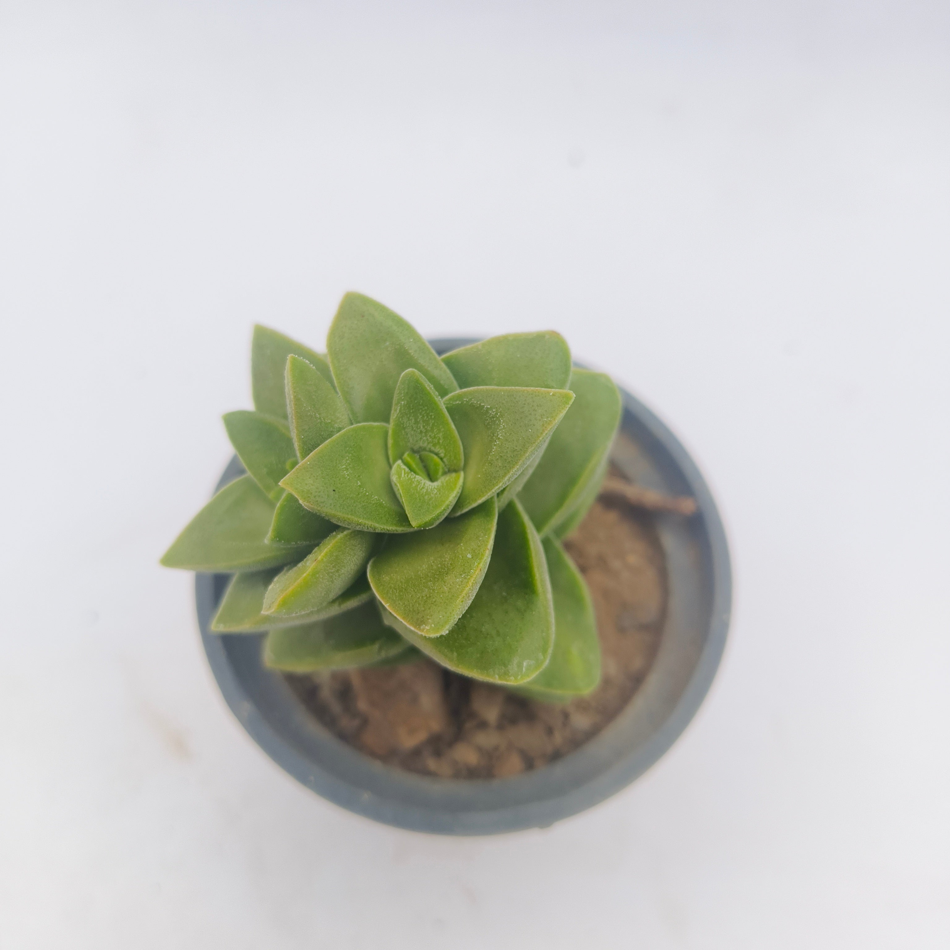 Crassula perforata