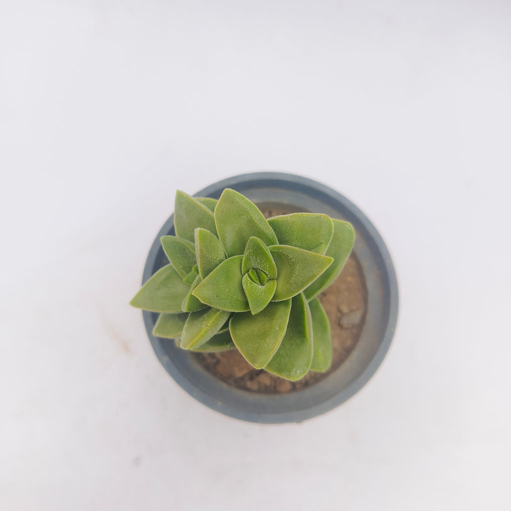 Crassula perforata