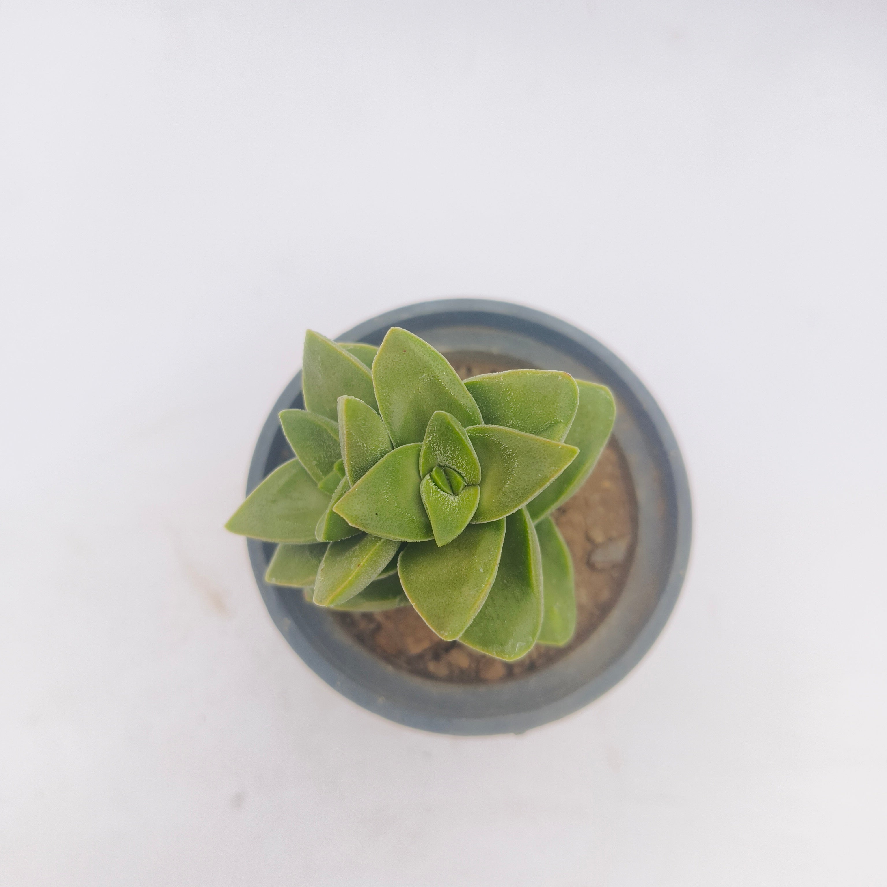 Crassula perforata