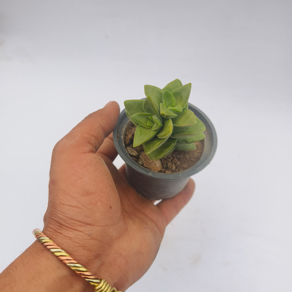 Crassula perforata