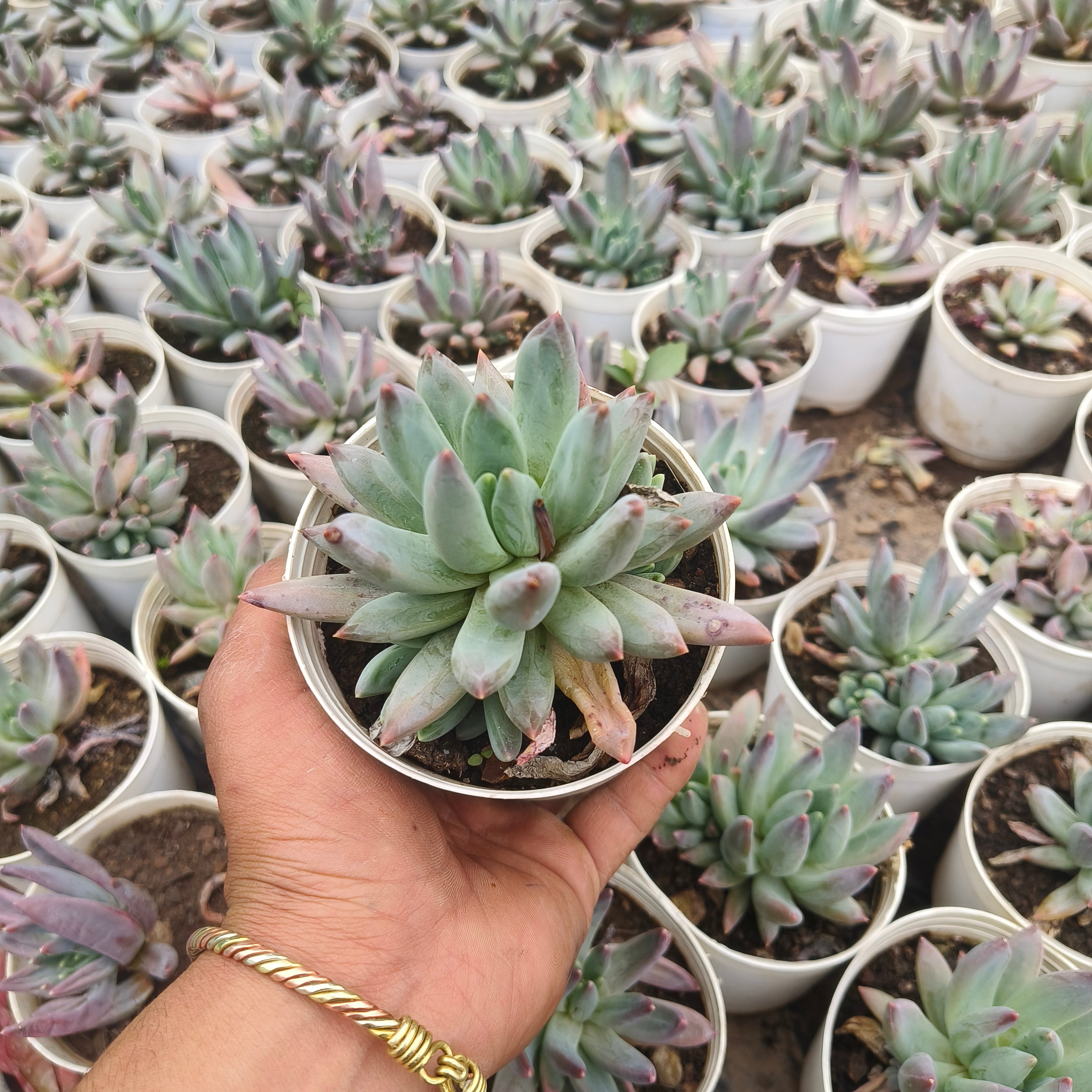 pachyphytum Hookeri