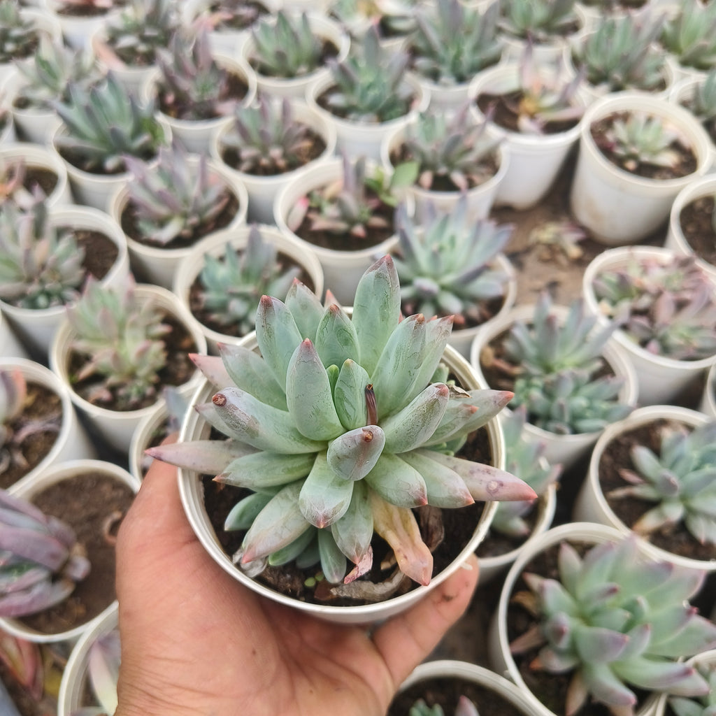pachyphytum Hookeri