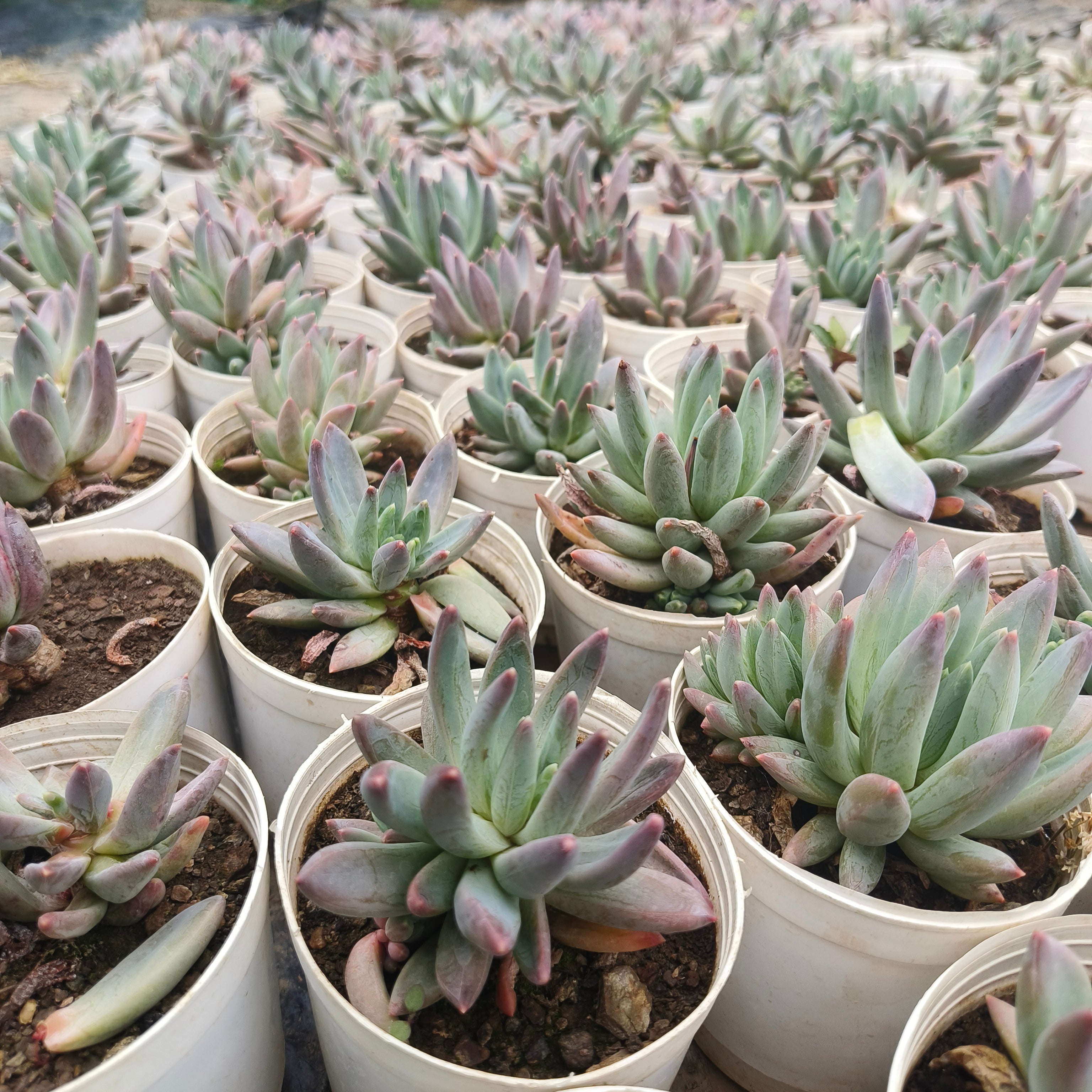 pachyphytum Hookeri