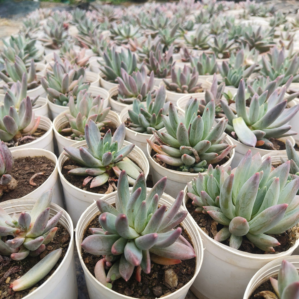 pachyphytum Hookeri