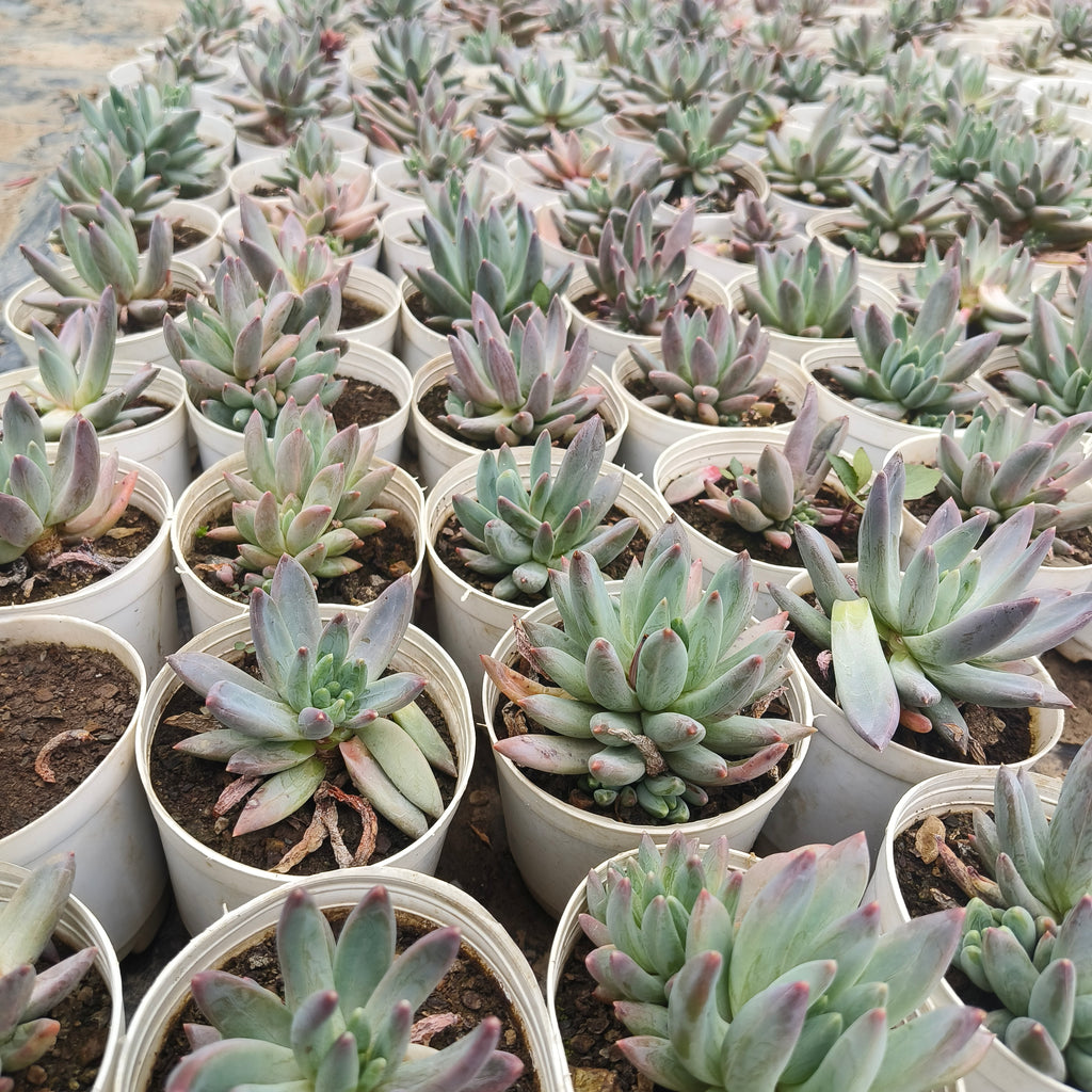 pachyphytum Hookeri