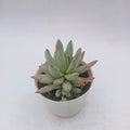 pachyphytum Hookeri