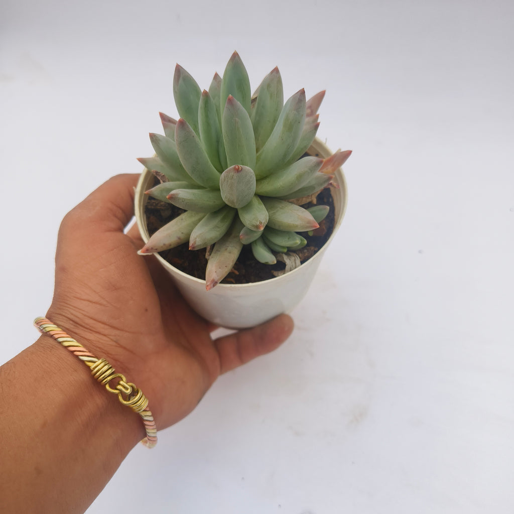 pachyphytum Hookeri