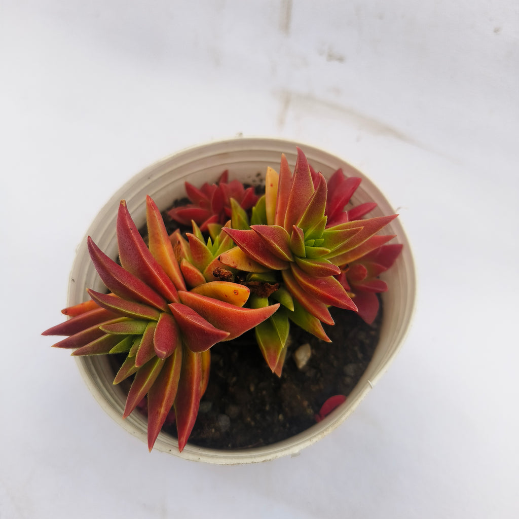 crassula corymbulosa sharp