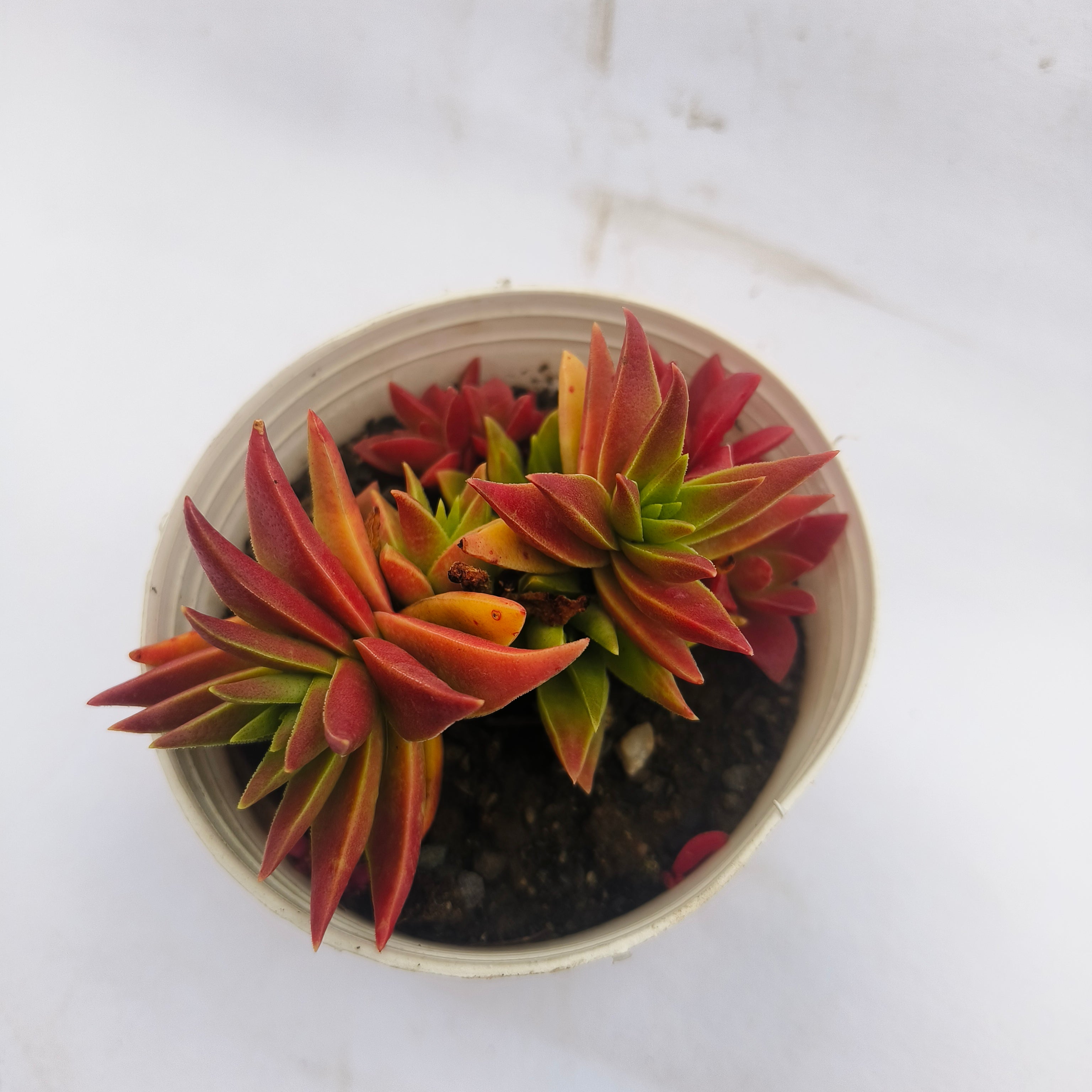 crassula corymbulosa sharp