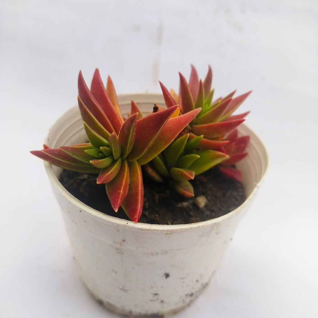 crassula corymbulosa sharp