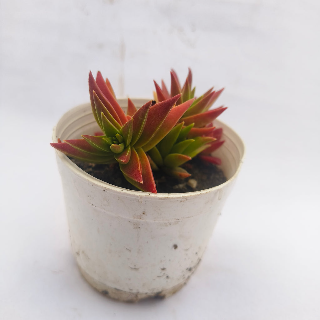 crassula corymbulosa sharp