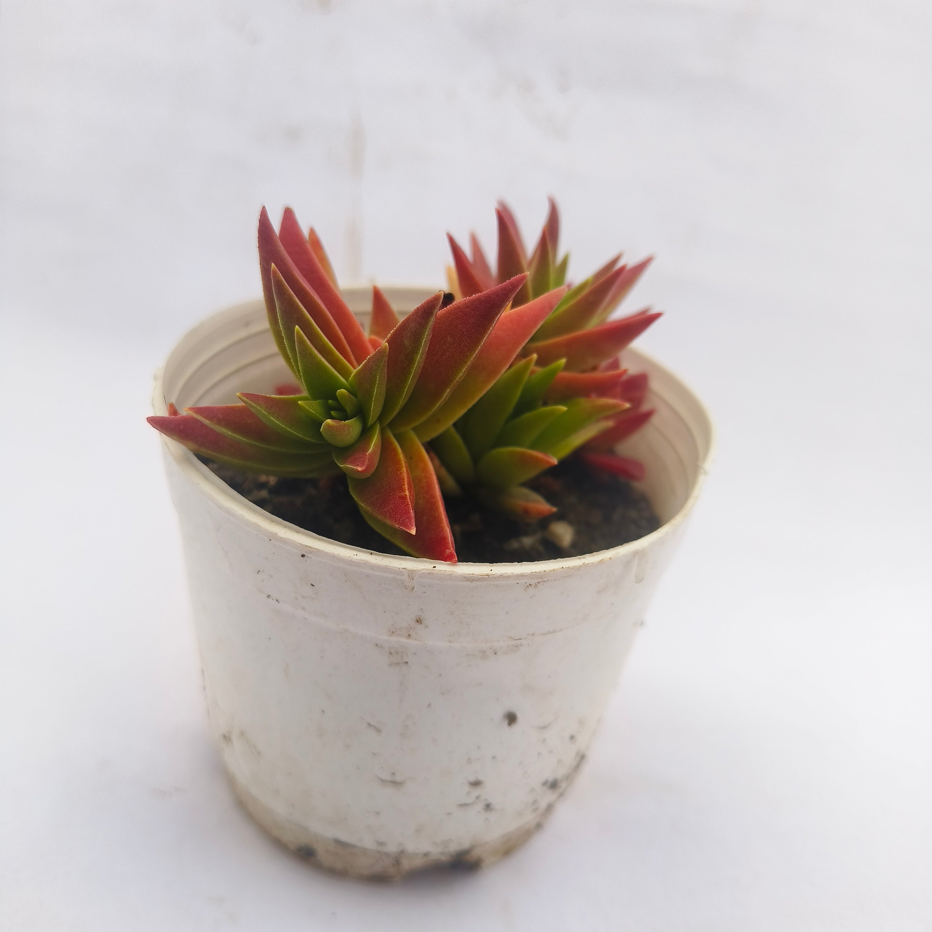 crassula corymbulosa sharp