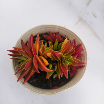 crassula corymbulosa sharp