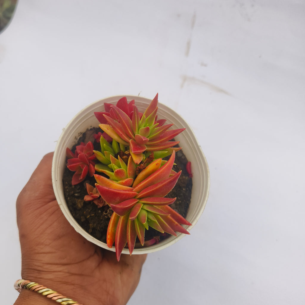 crassula corymbulosa sharp