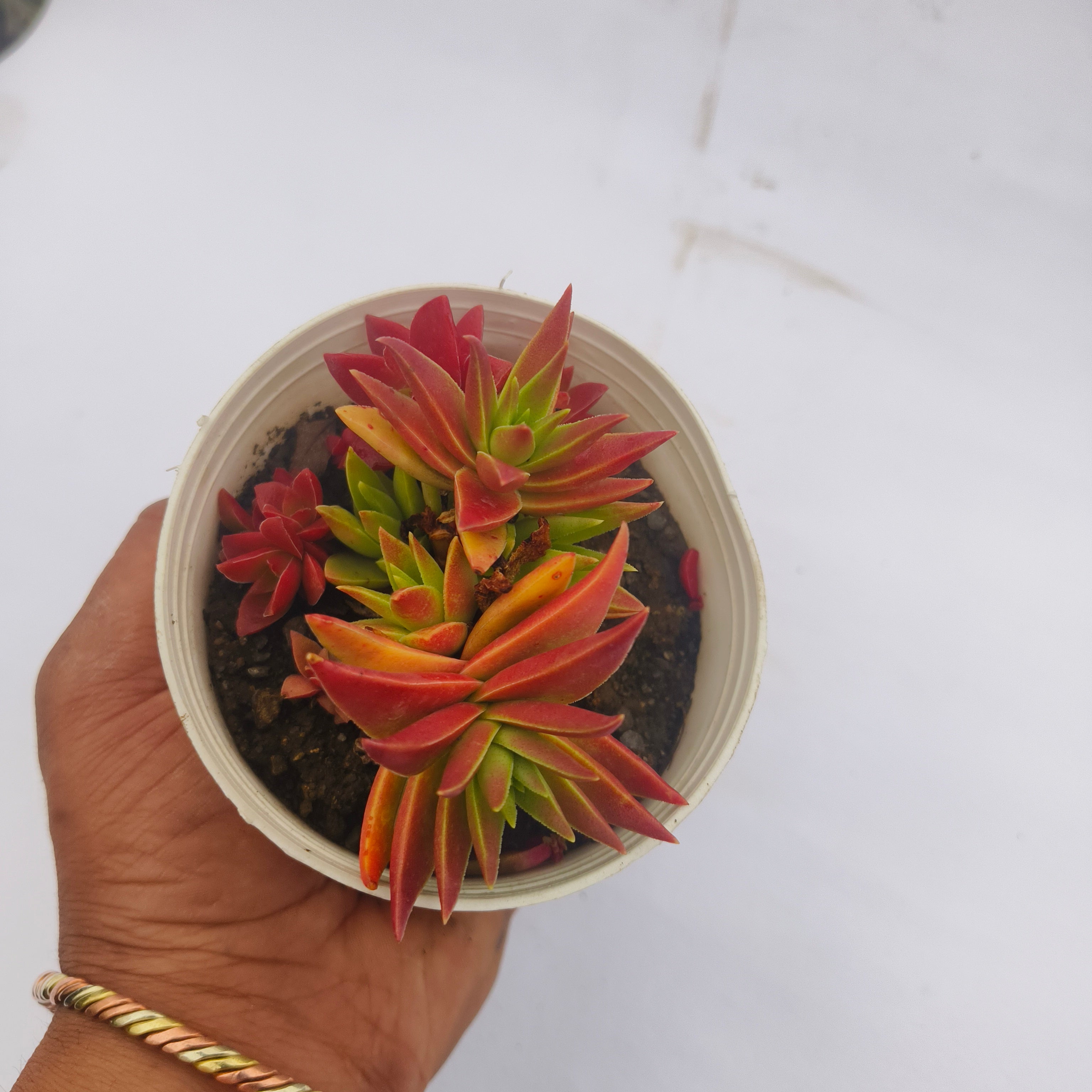 crassula corymbulosa sharp