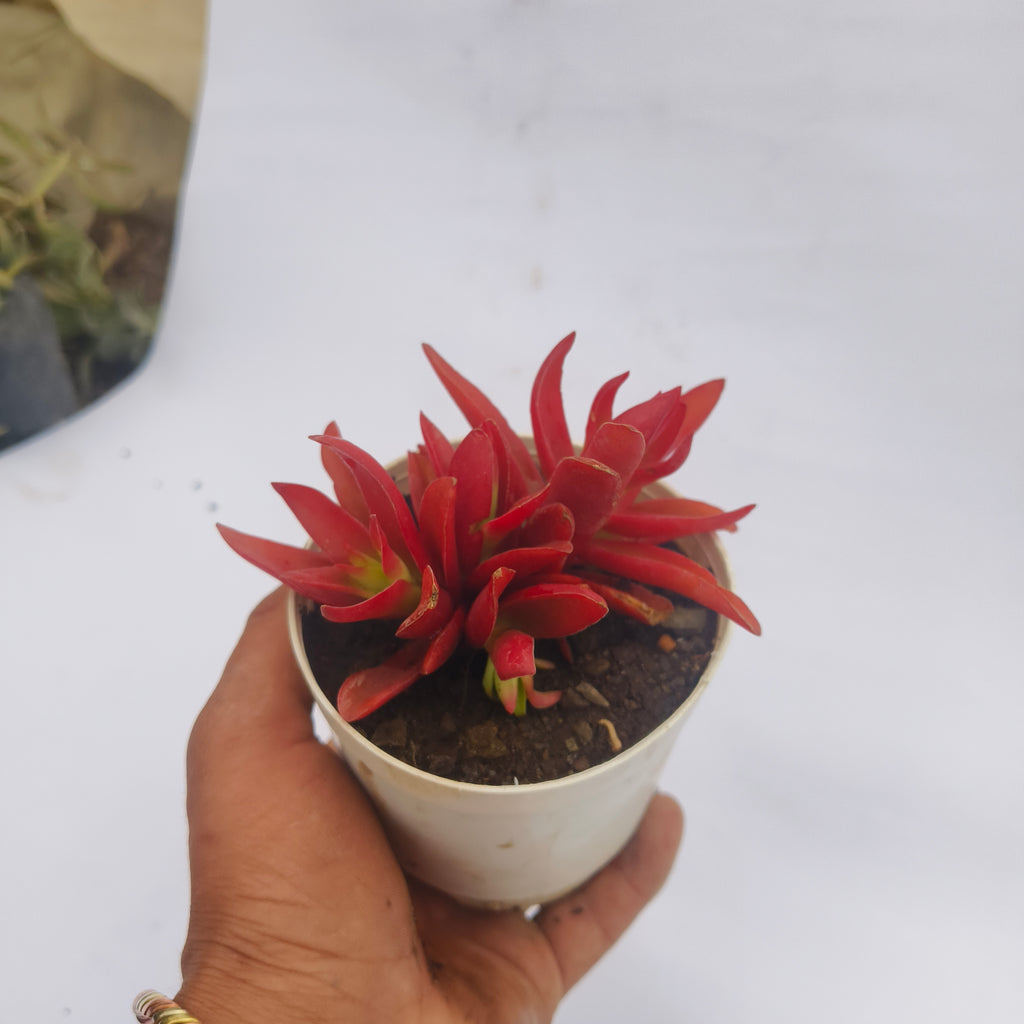 Red pagoda