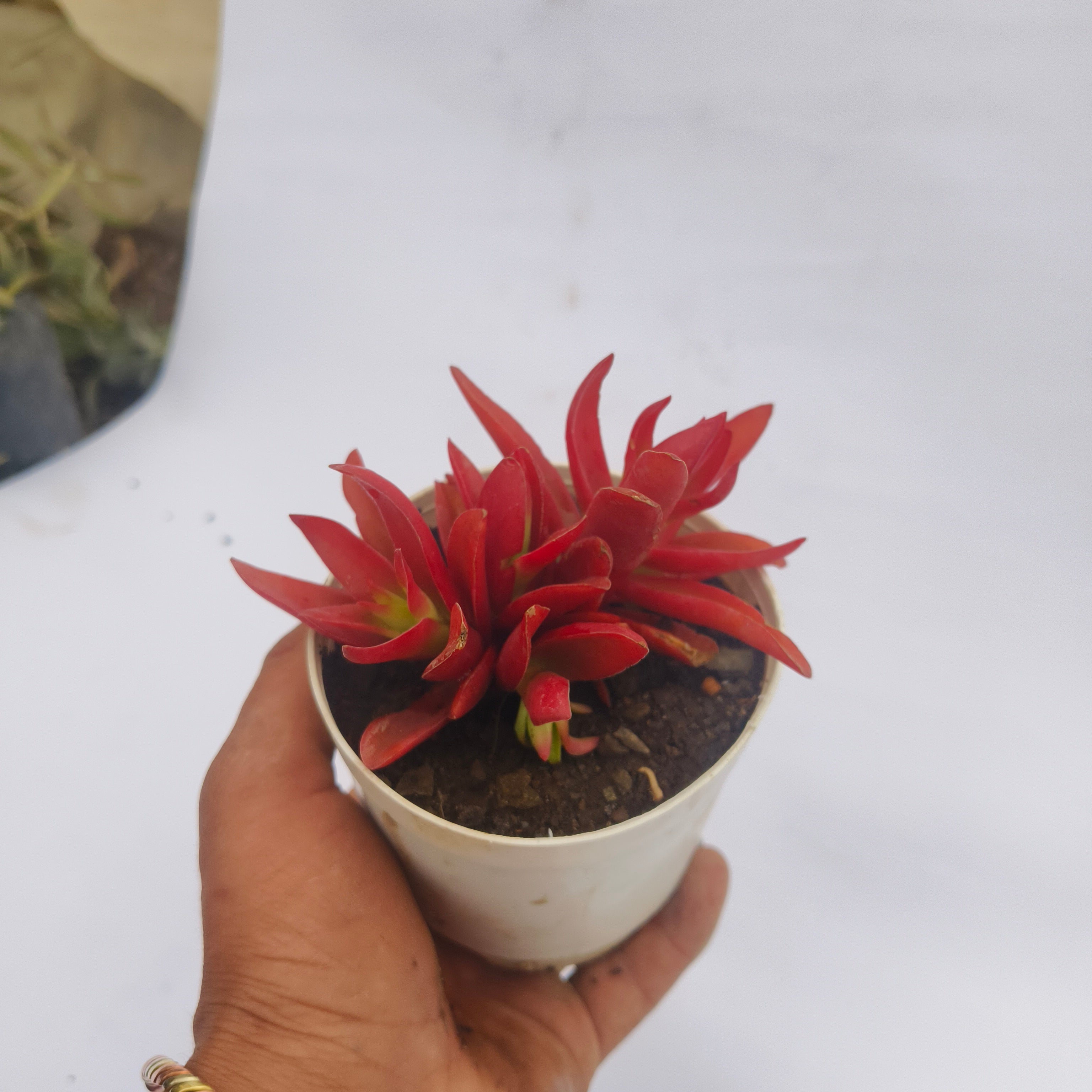 Red pagoda