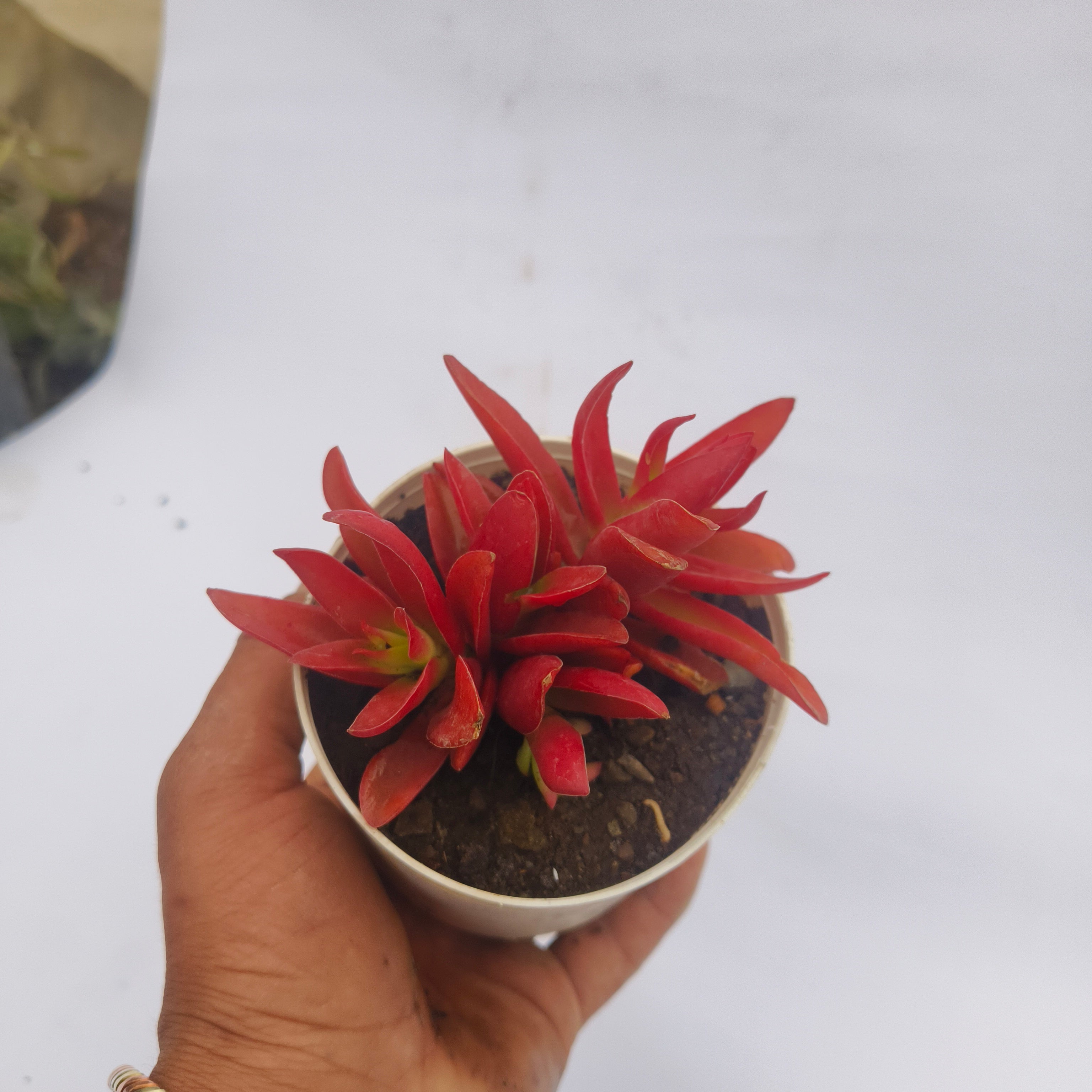 Red pagoda
