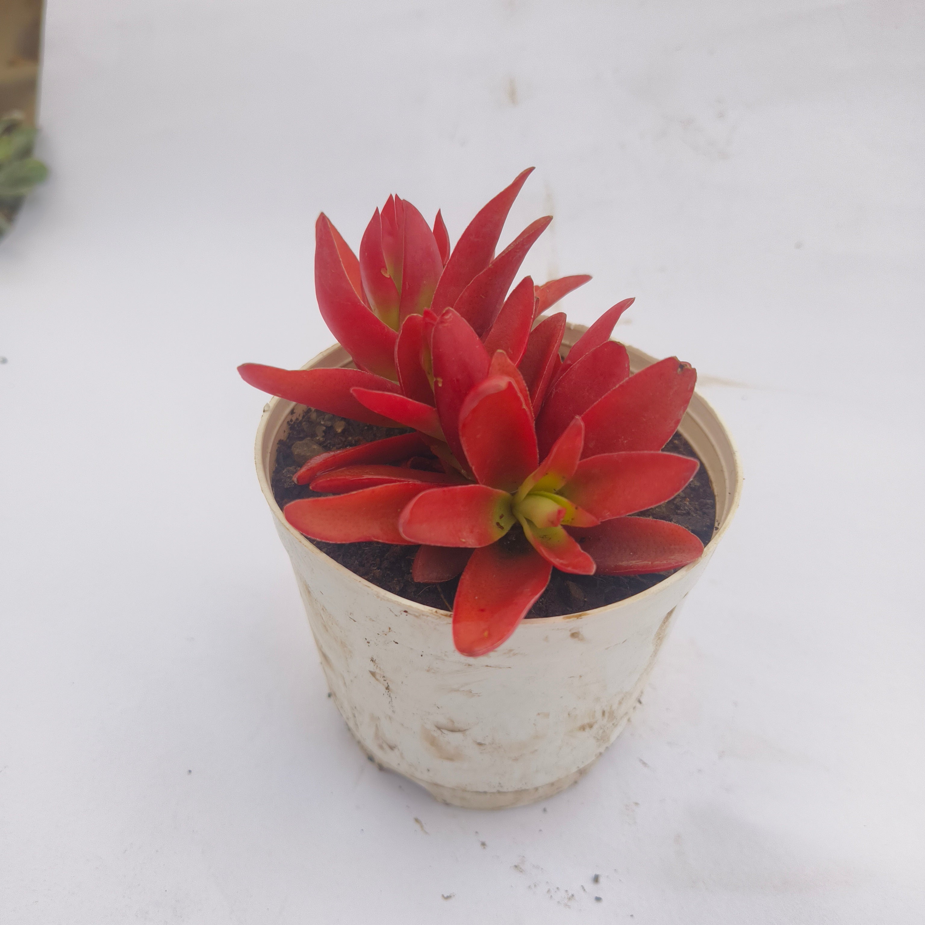 Red pagoda