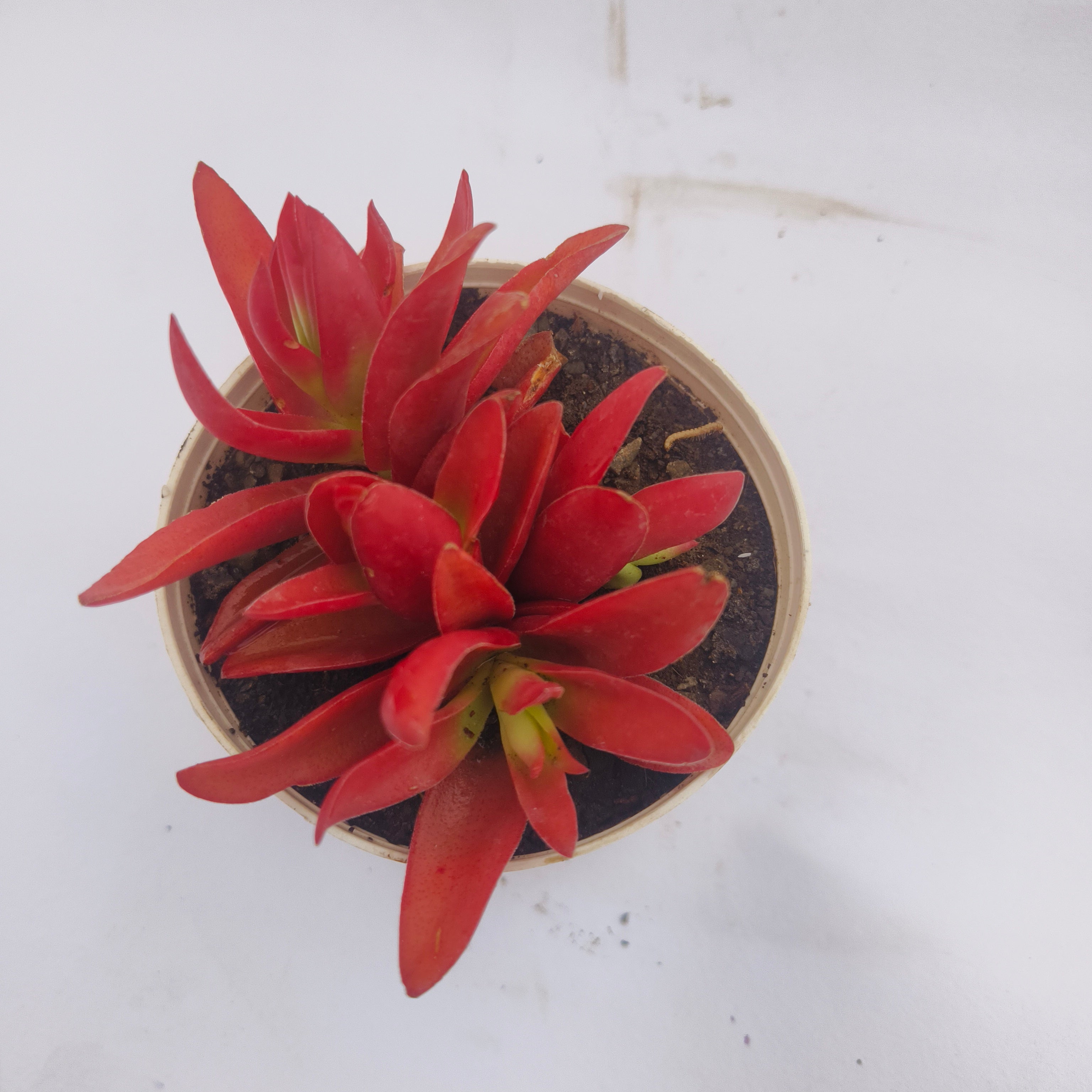 Red pagoda