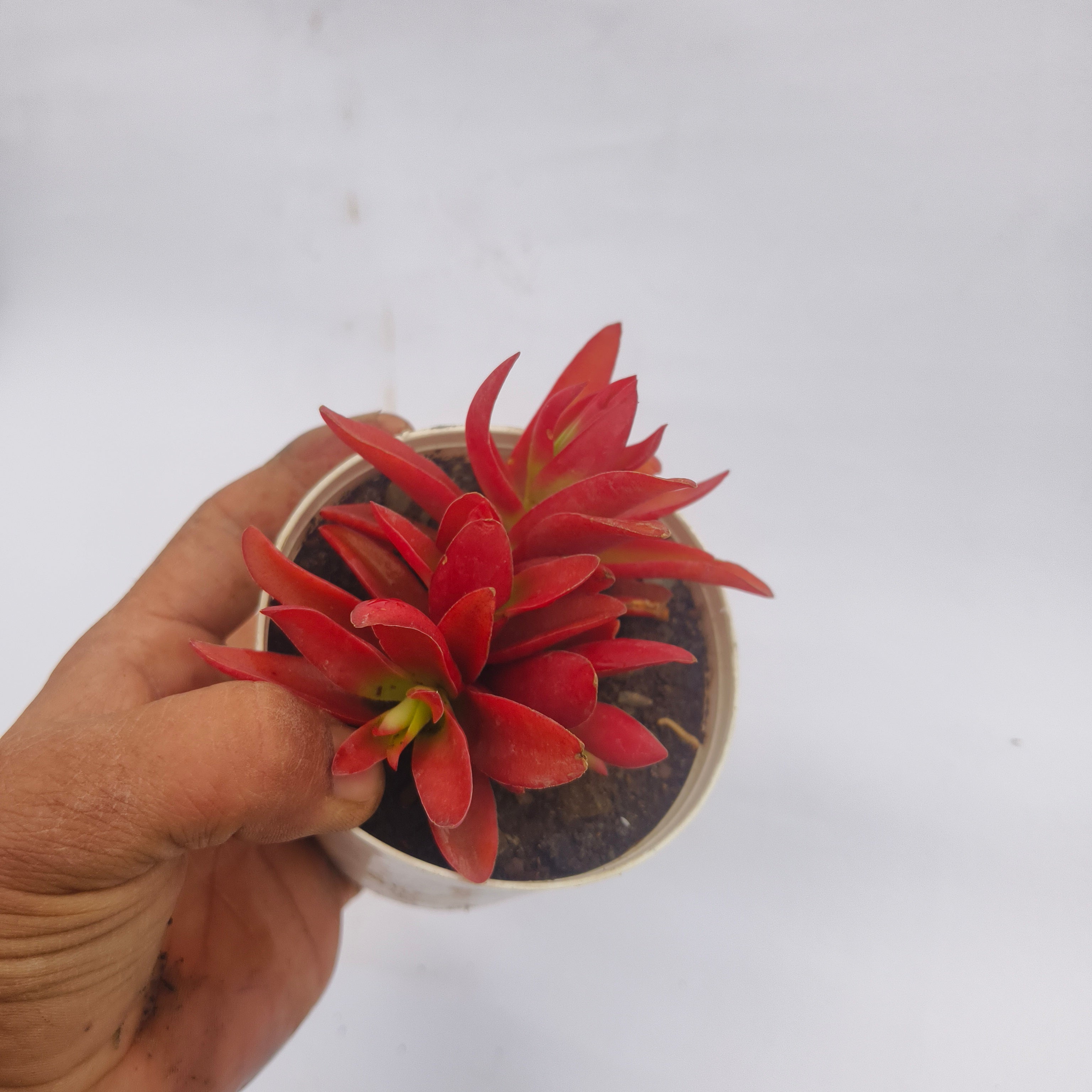 Red pagoda