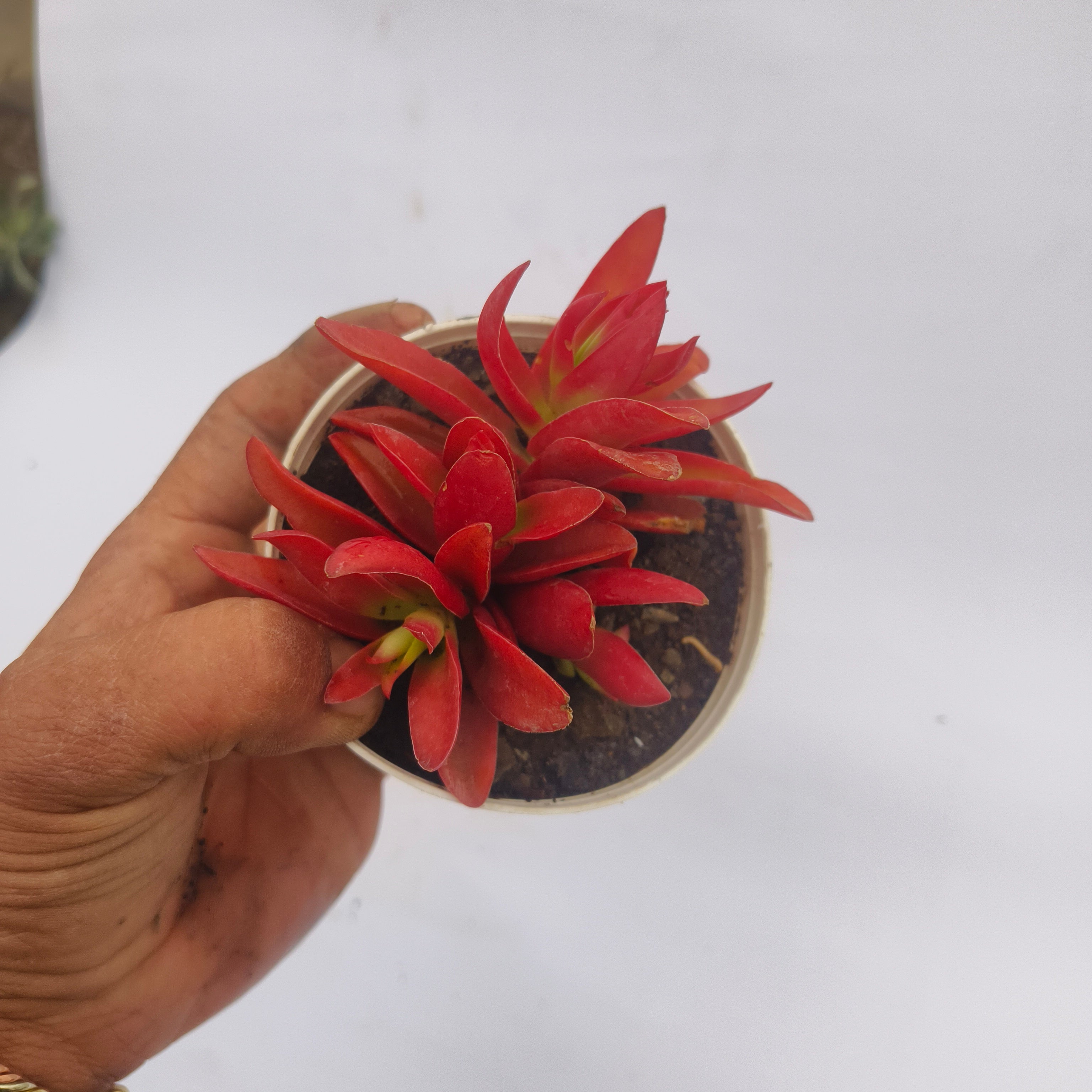 Red pagoda