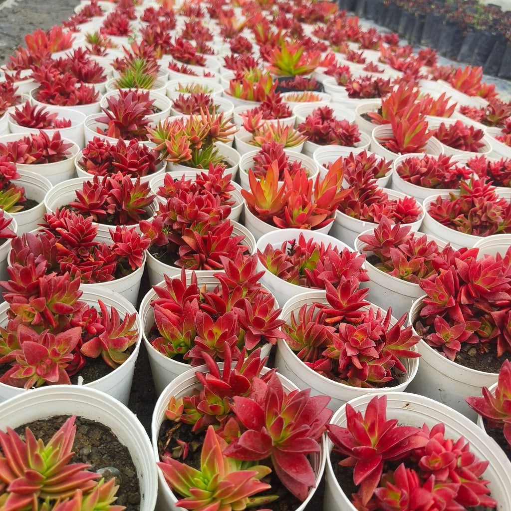 crassula corymbulosa sharp