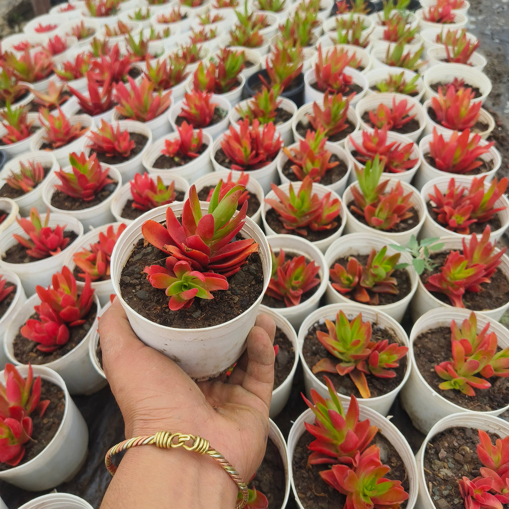 crassula corymbulosa sharp