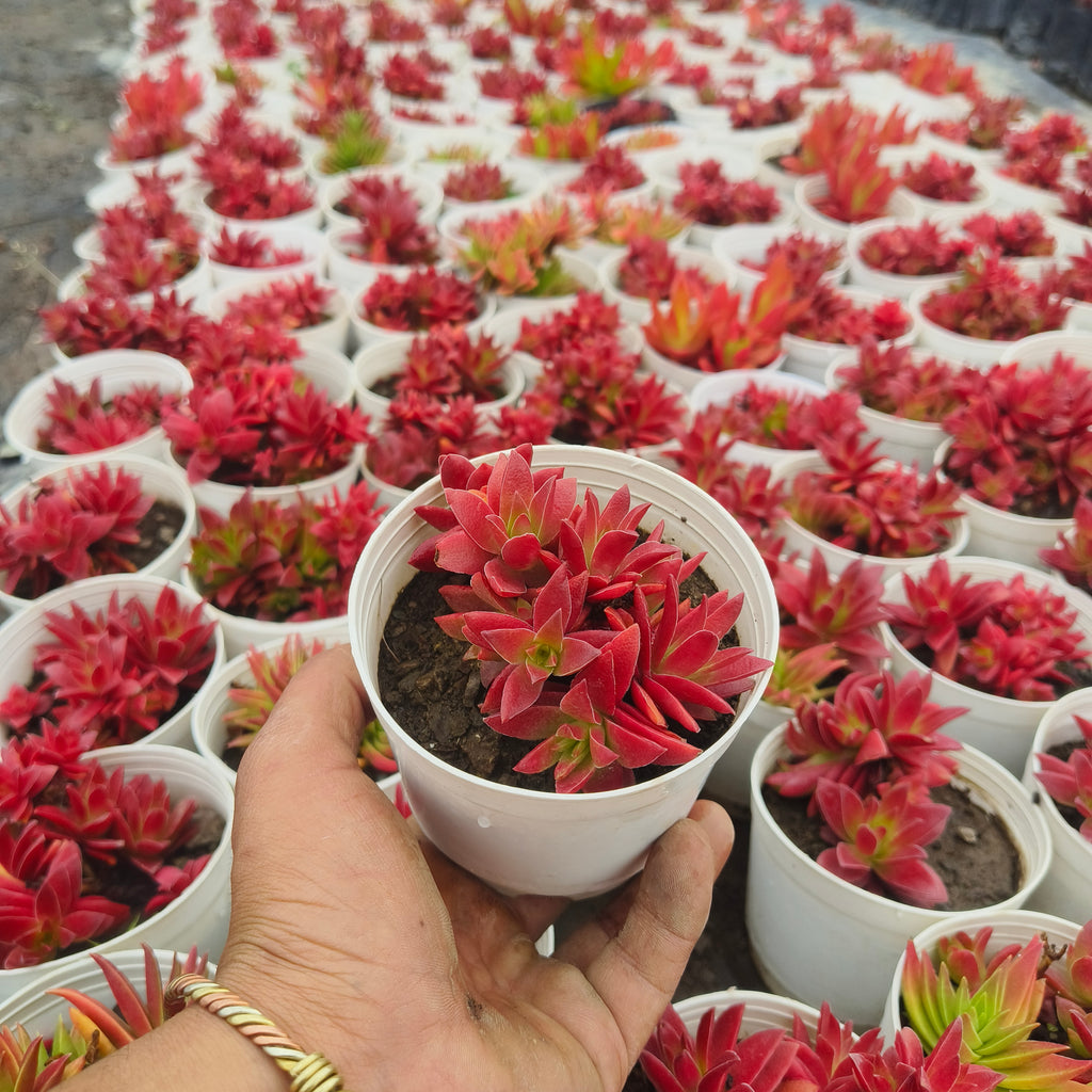Red pagoda
