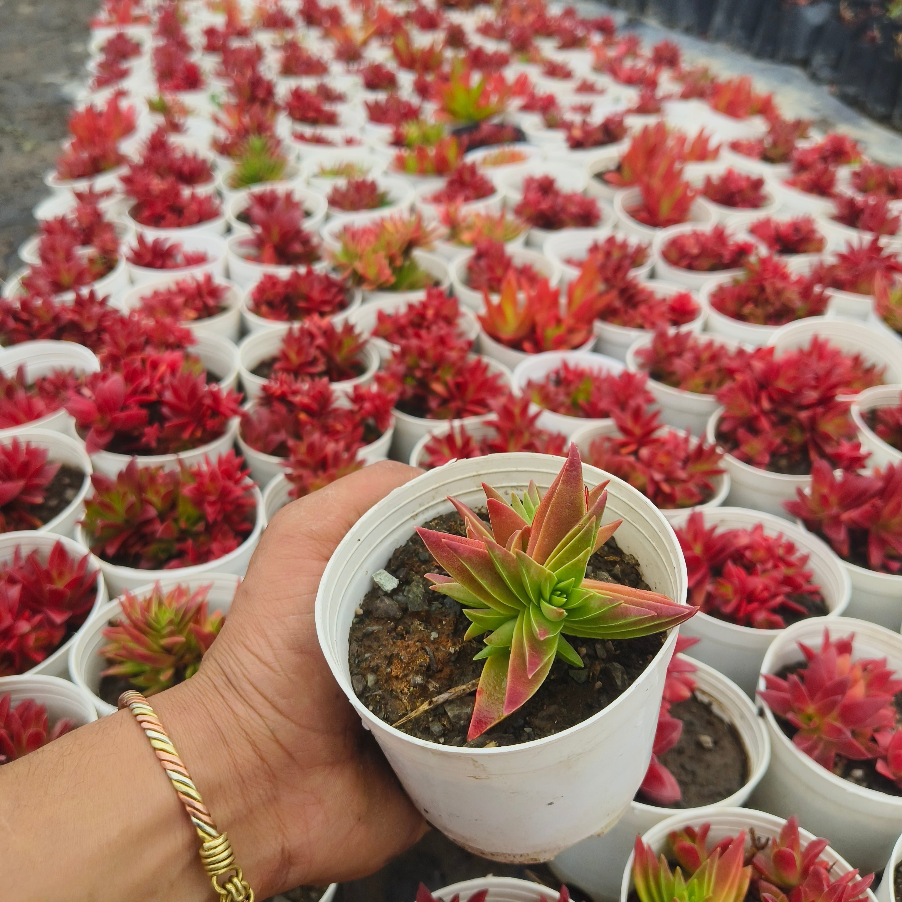 crassula corymbulosa sharp