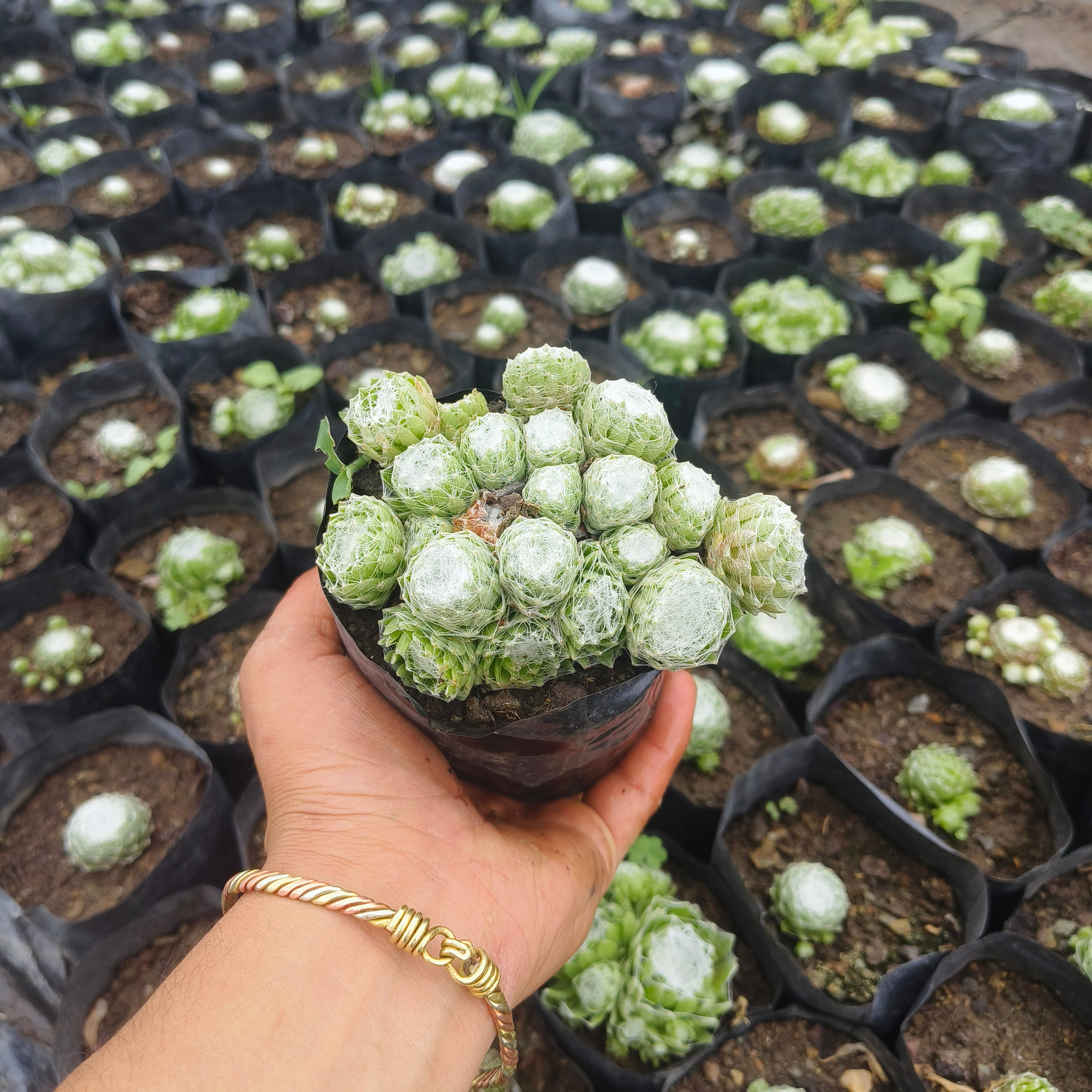 sempervivum arachnoideum