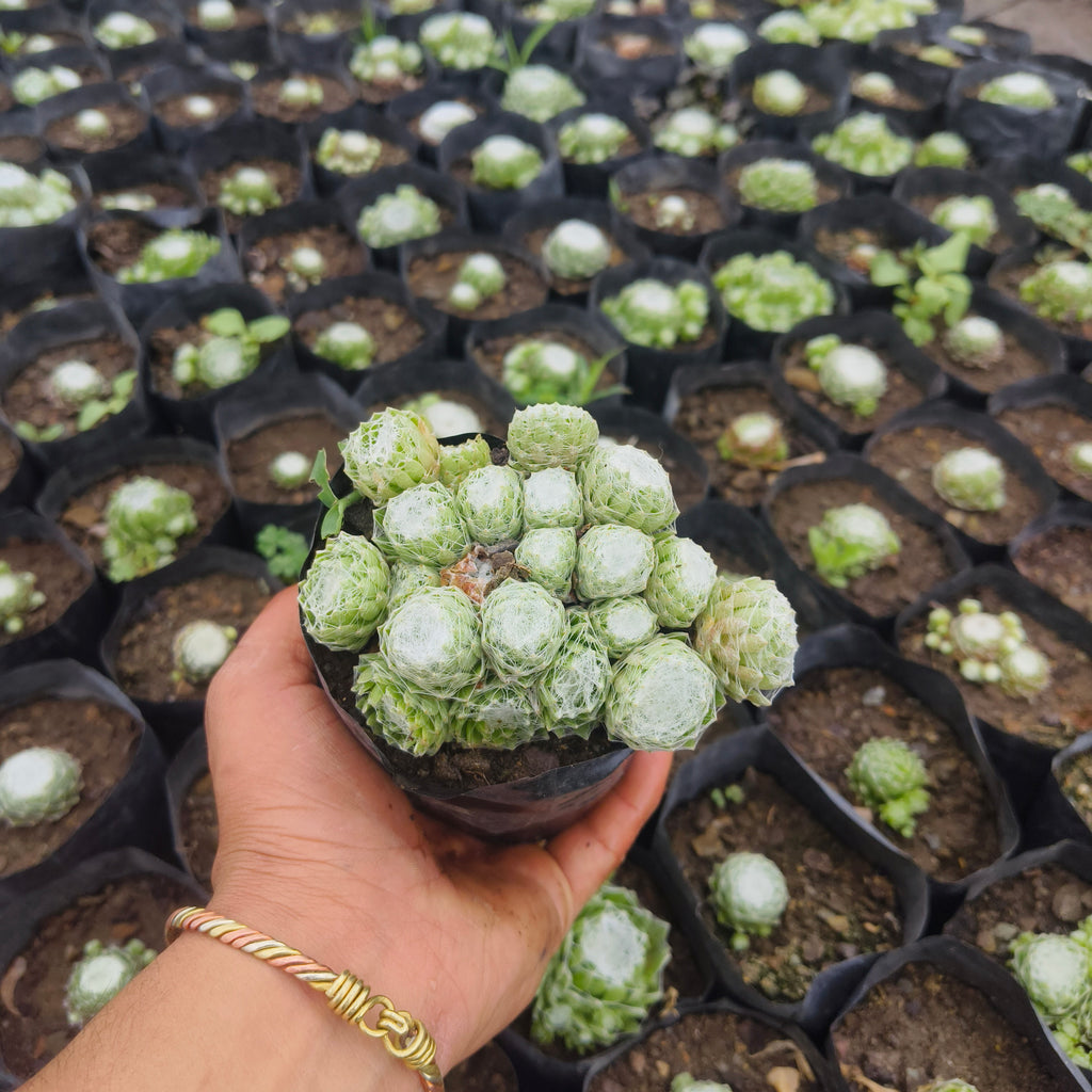 sempervivum arachnoideum